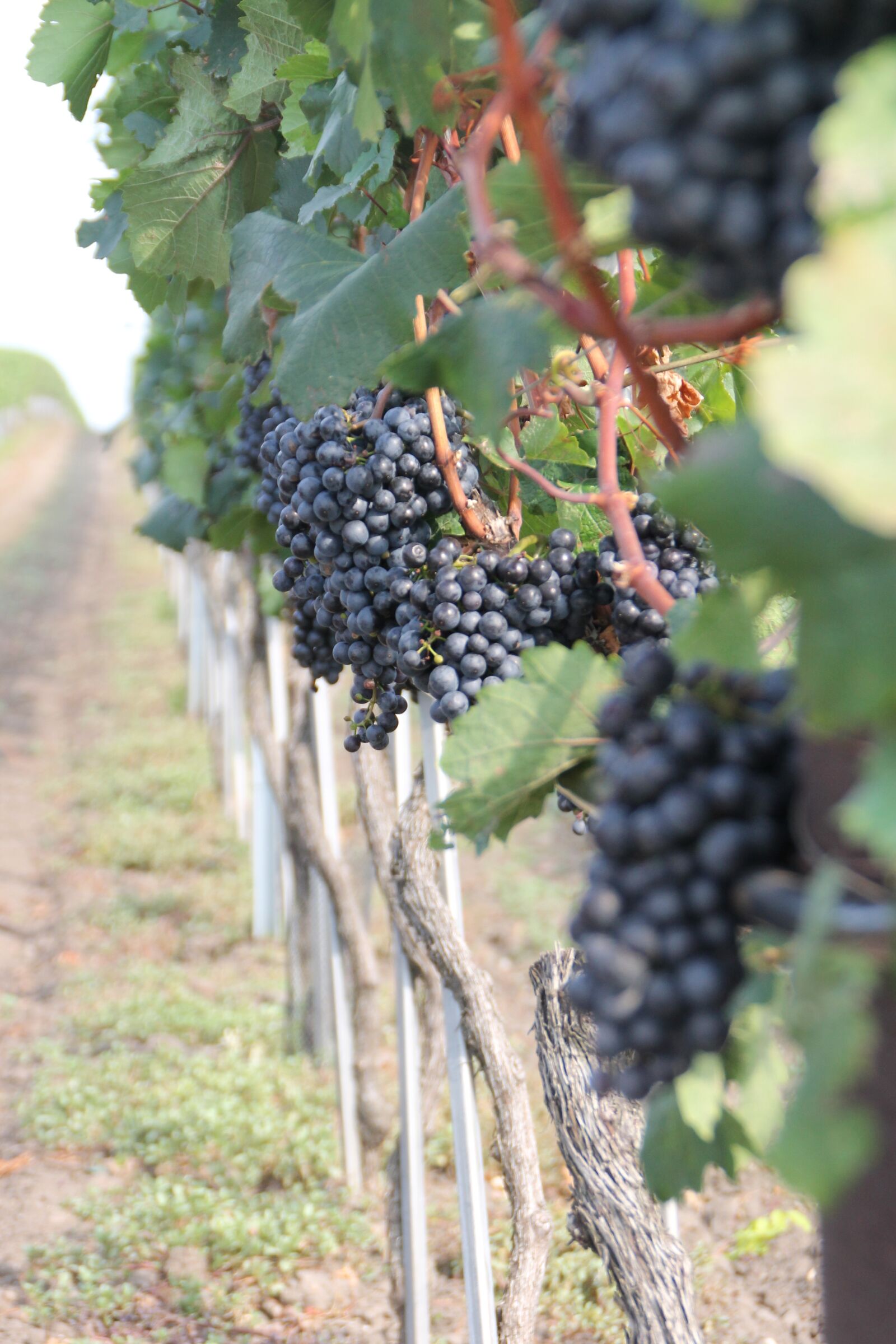 Canon EOS 1100D (EOS Rebel T3 / EOS Kiss X50) sample photo. Fruit, climber plant, vineyard photography