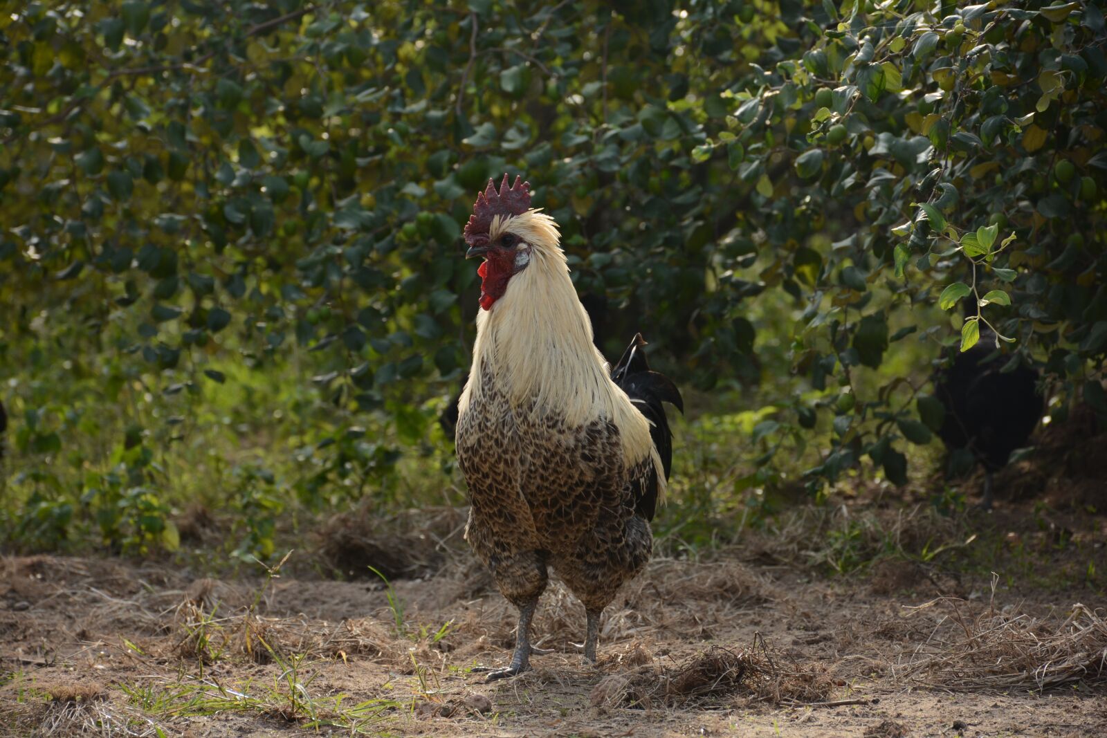Nikon D7100 sample photo. Chicken, rooster, poultry photography