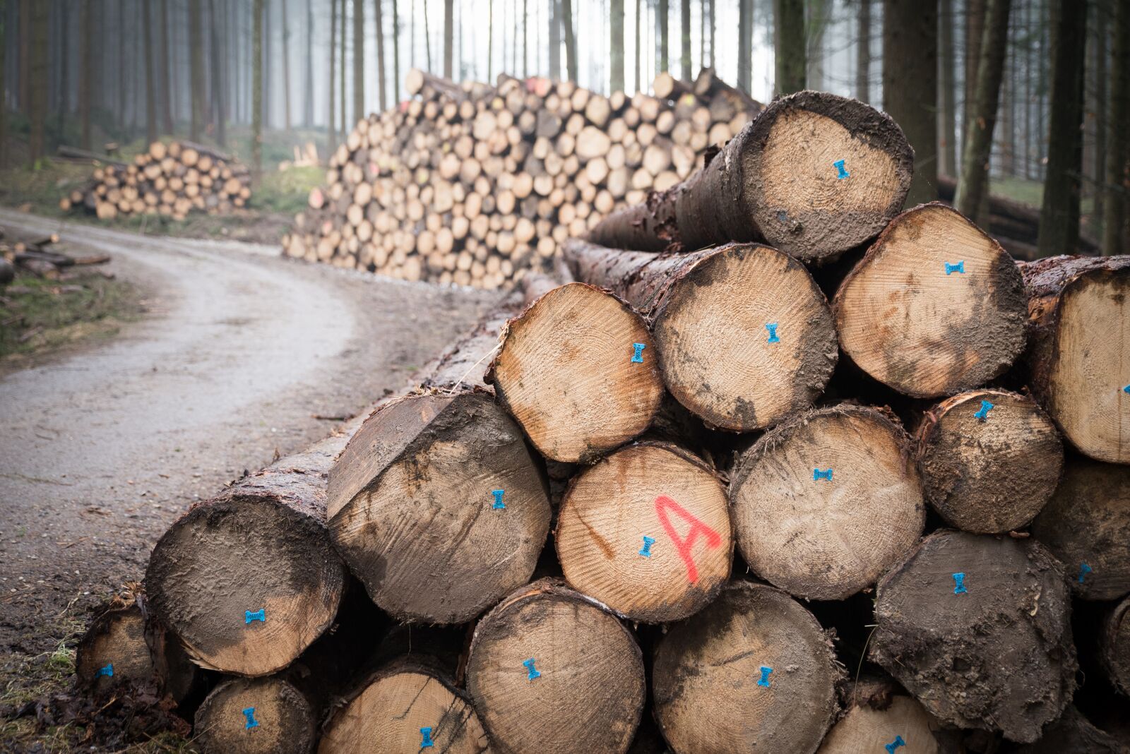 Nikon D750 sample photo. Log, wood, forest photography