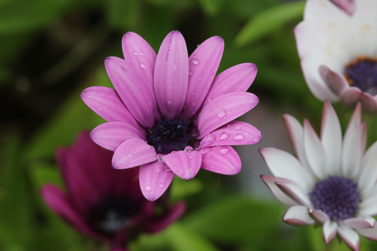 Canon EOS 70D + Canon EF 100mm F2.8 Macro USM sample photo. Pink, purple, flower photography