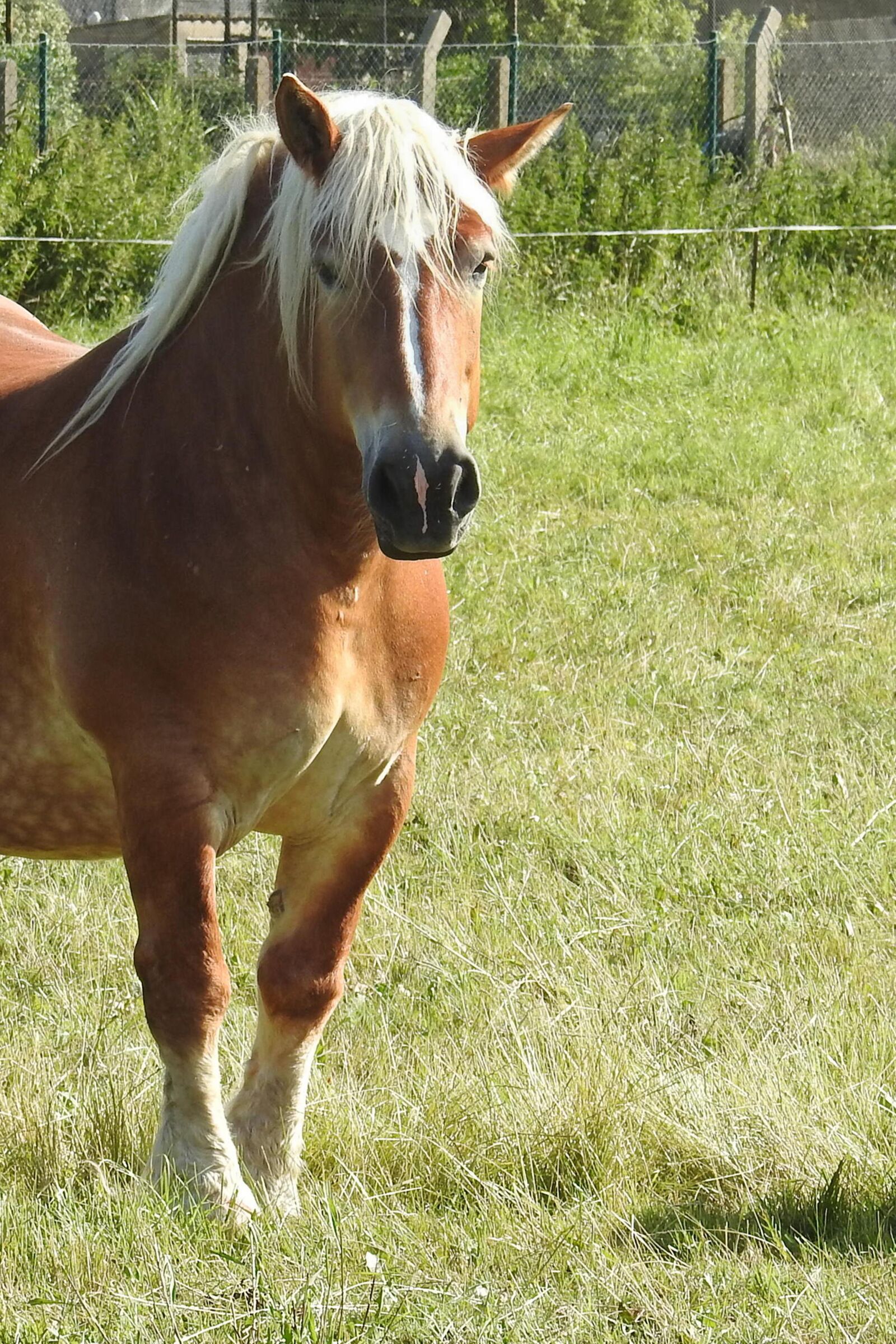 Canon EOS 1100D (EOS Rebel T3 / EOS Kiss X50) sample photo. Horse, kaltblut, mare photography