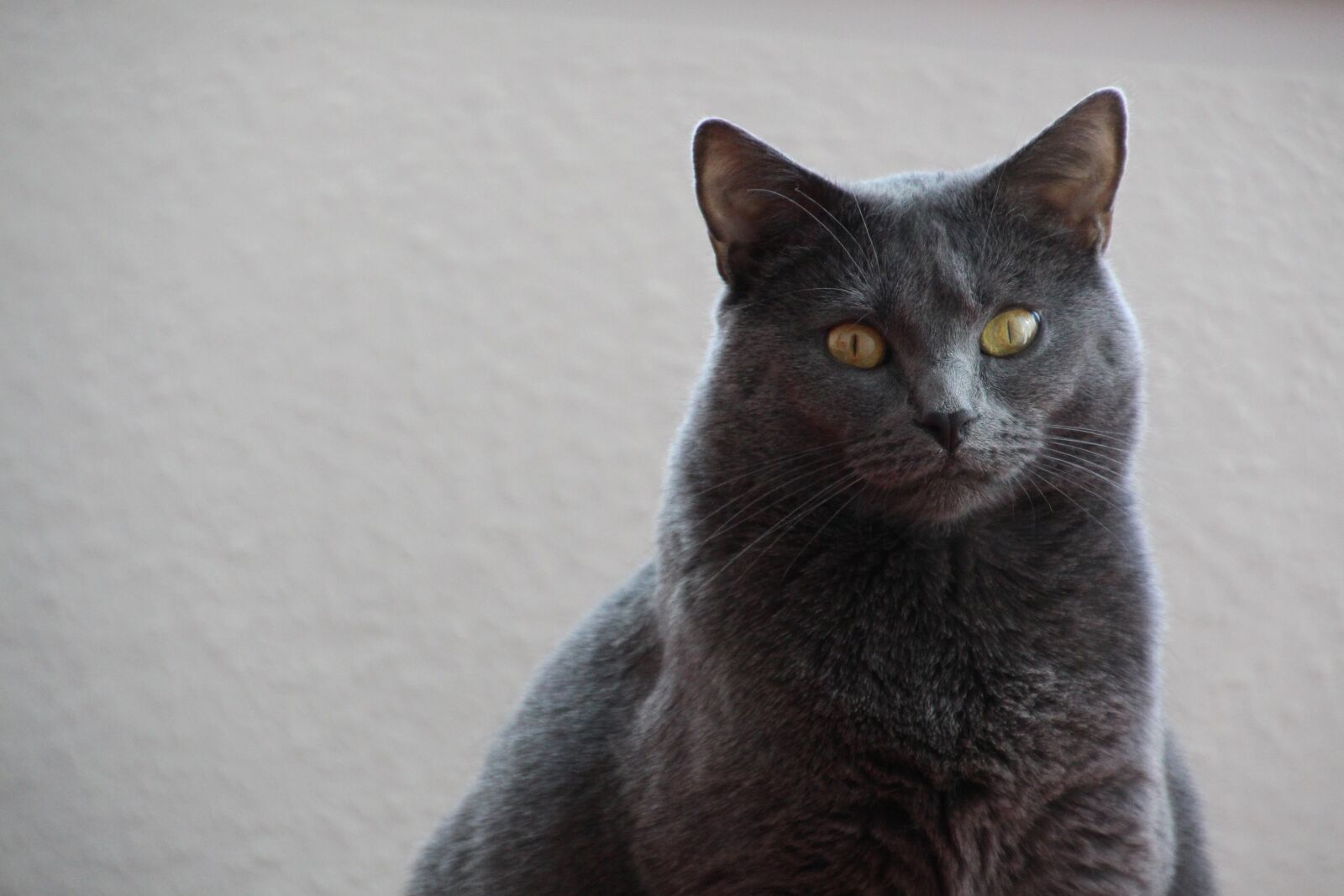 Canon EOS 700D (EOS Rebel T5i / EOS Kiss X7i) sample photo. Chartreux, cat, animals photography