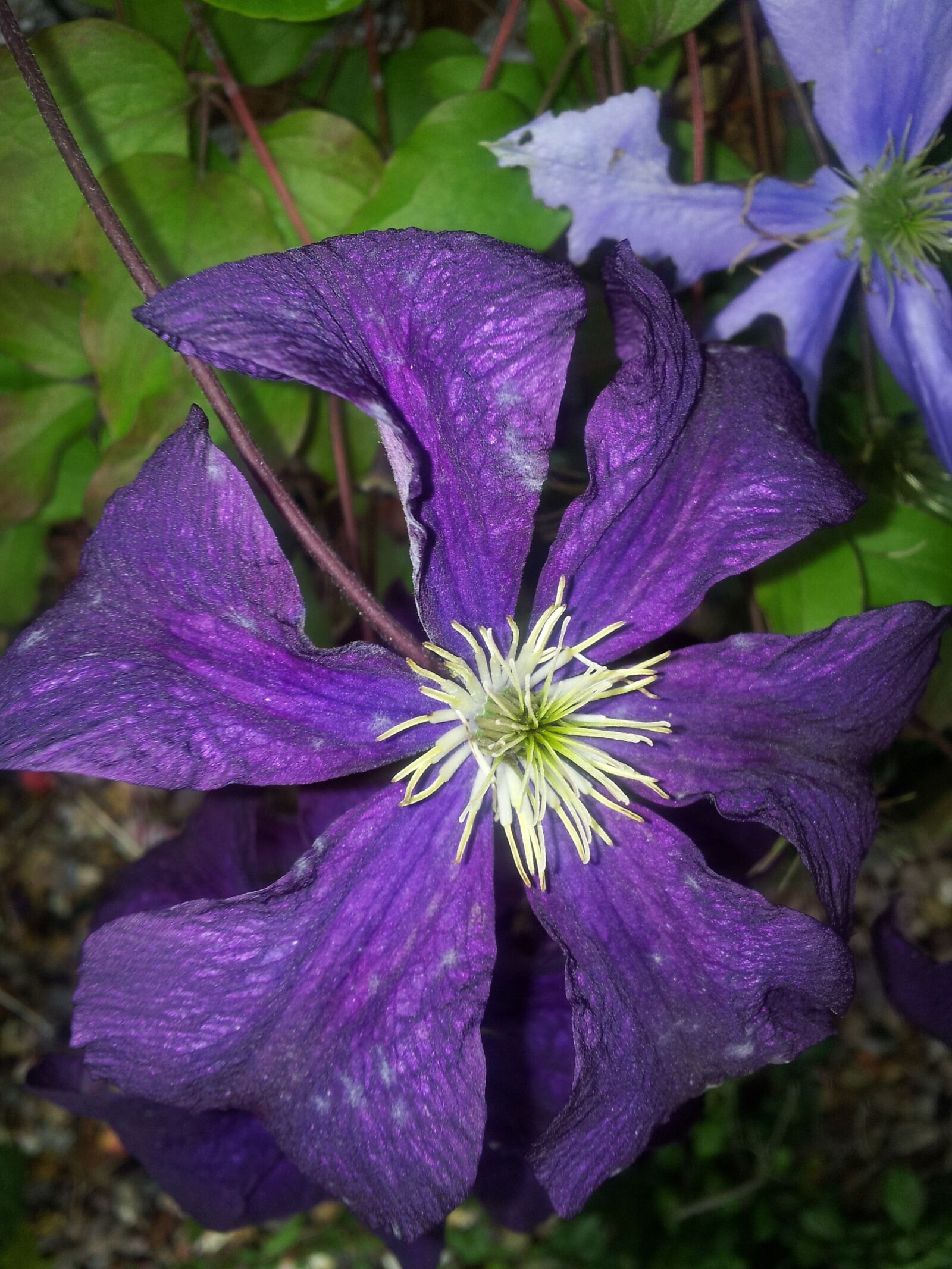 Samsung Galaxy S2 sample photo. Clematis, purple, flower photography