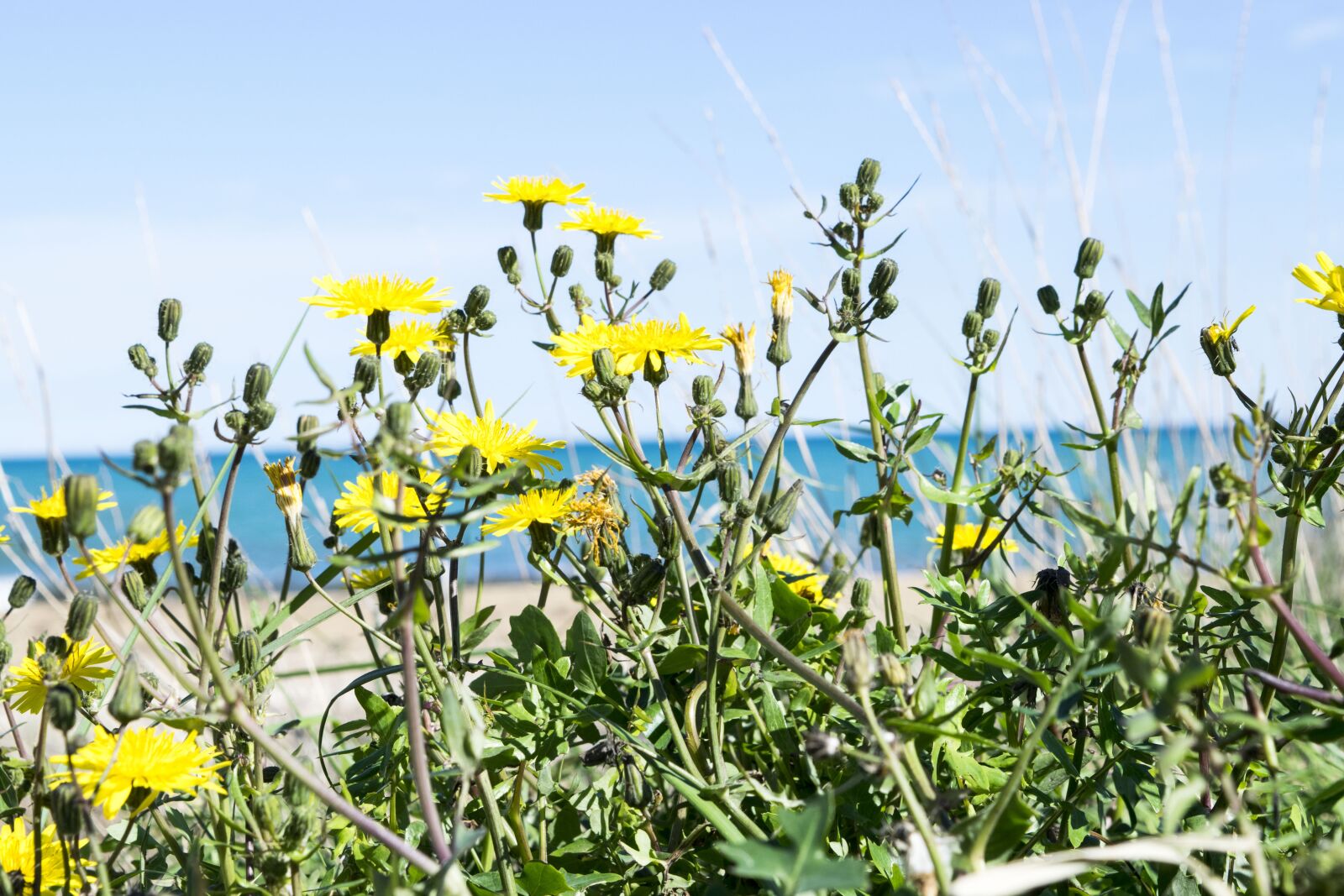 Nikon D5300 sample photo. Plant, nature, flower photography