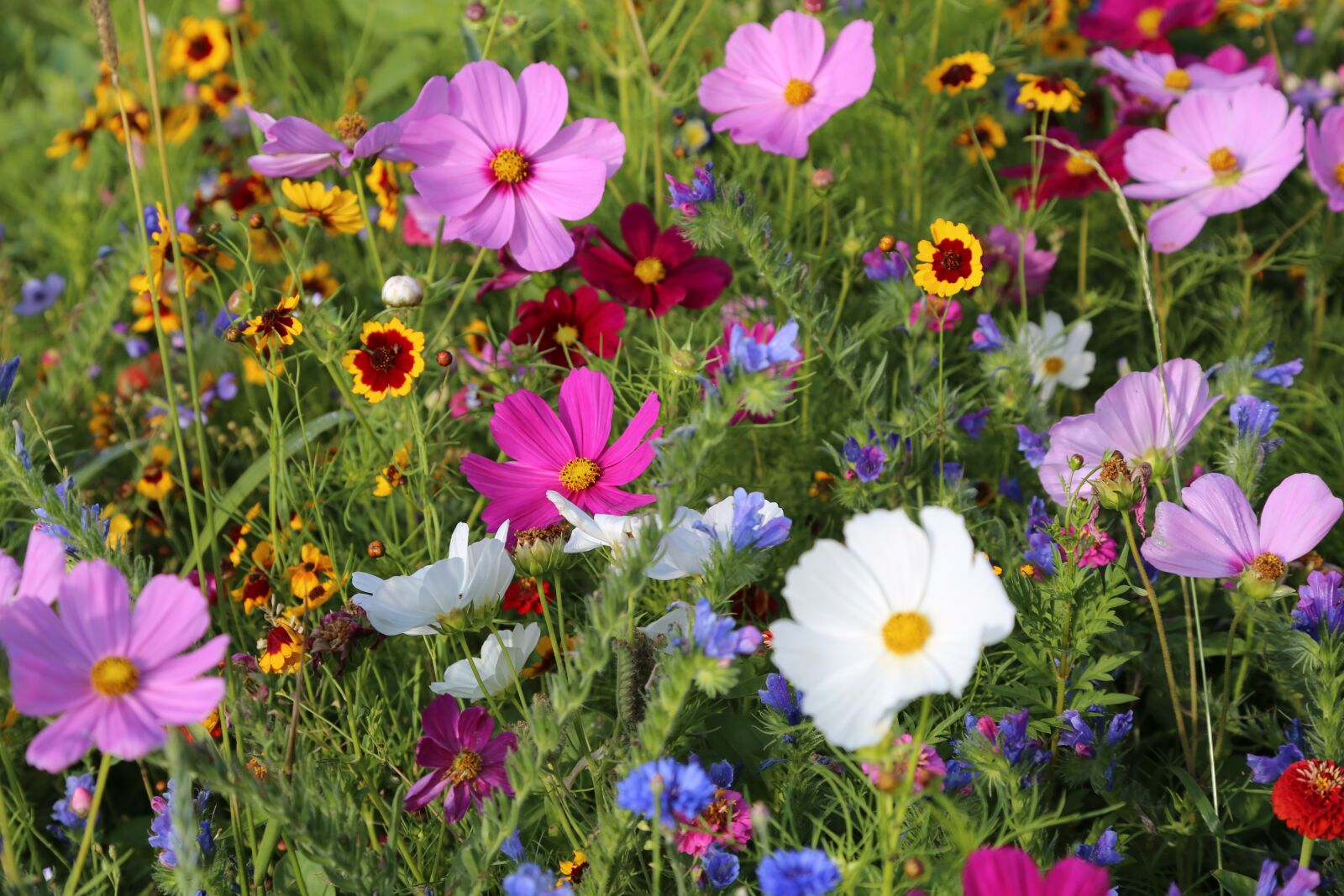 Canon EF 24-105mm F4L IS USM sample photo. Flowers, meadow, flower meadow photography