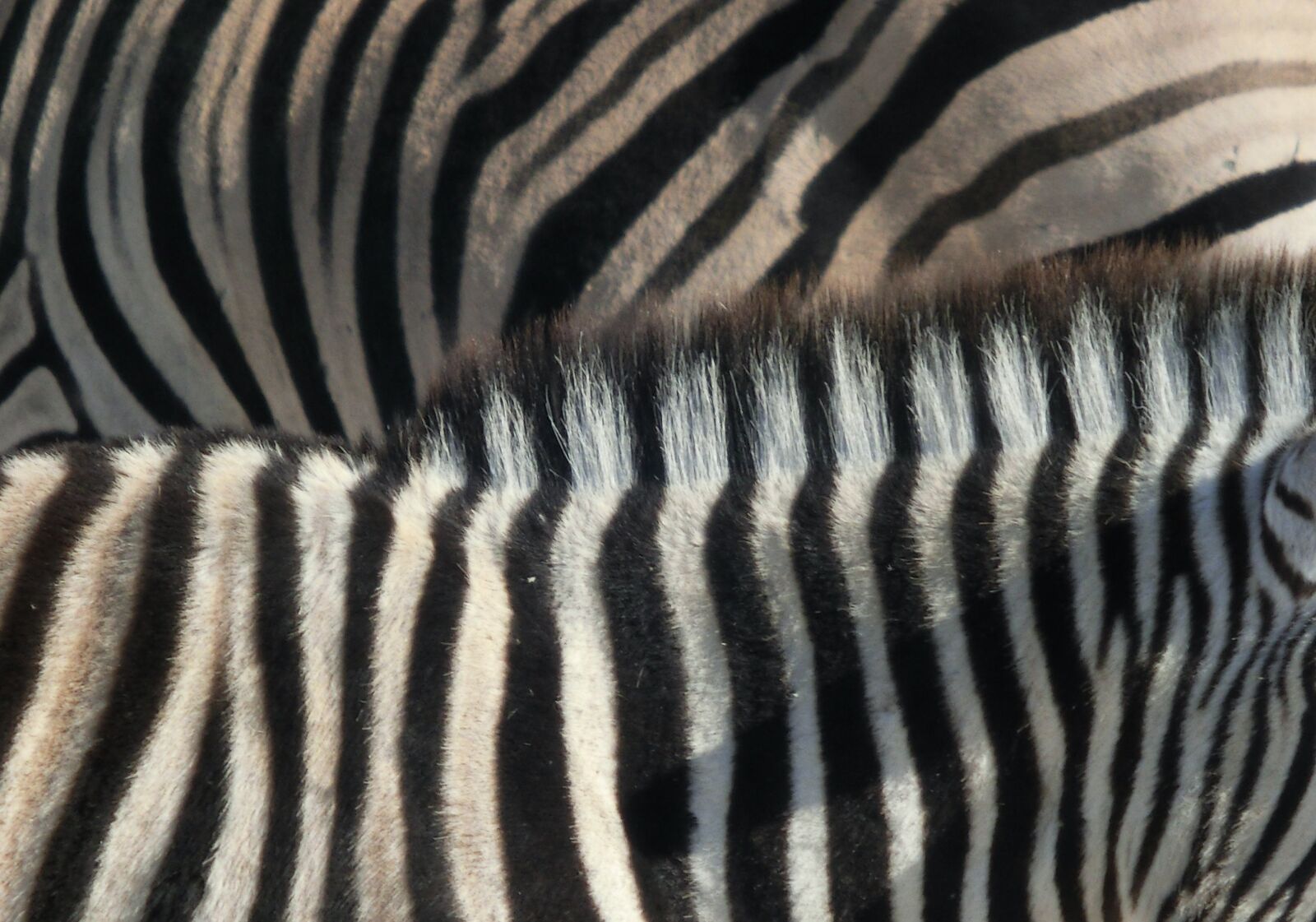 CASIO EX-ZR310 sample photo. Zebra, stripes, black and photography
