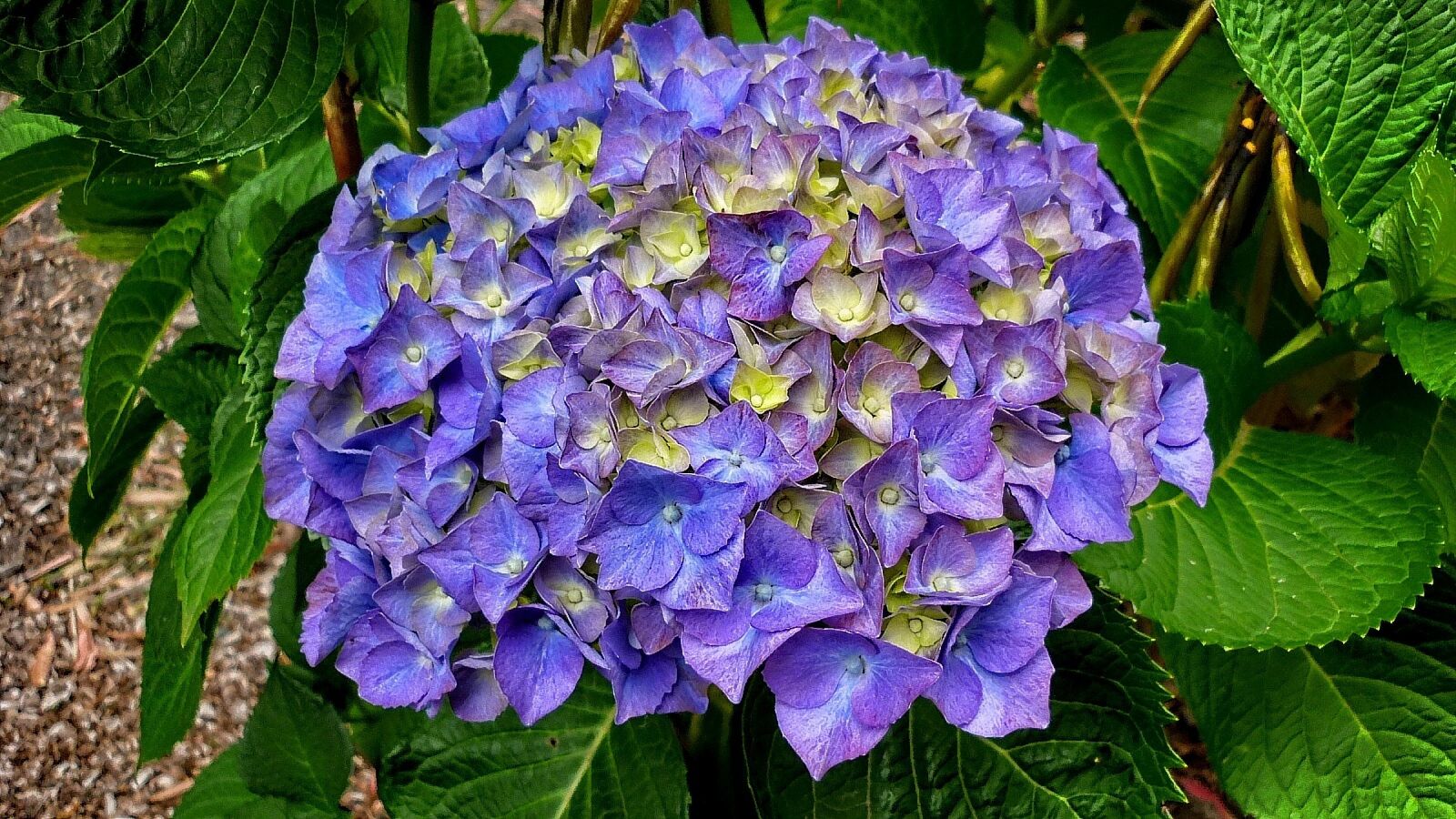 Panasonic DMC-FS7 sample photo. Flower, blue, petals photography