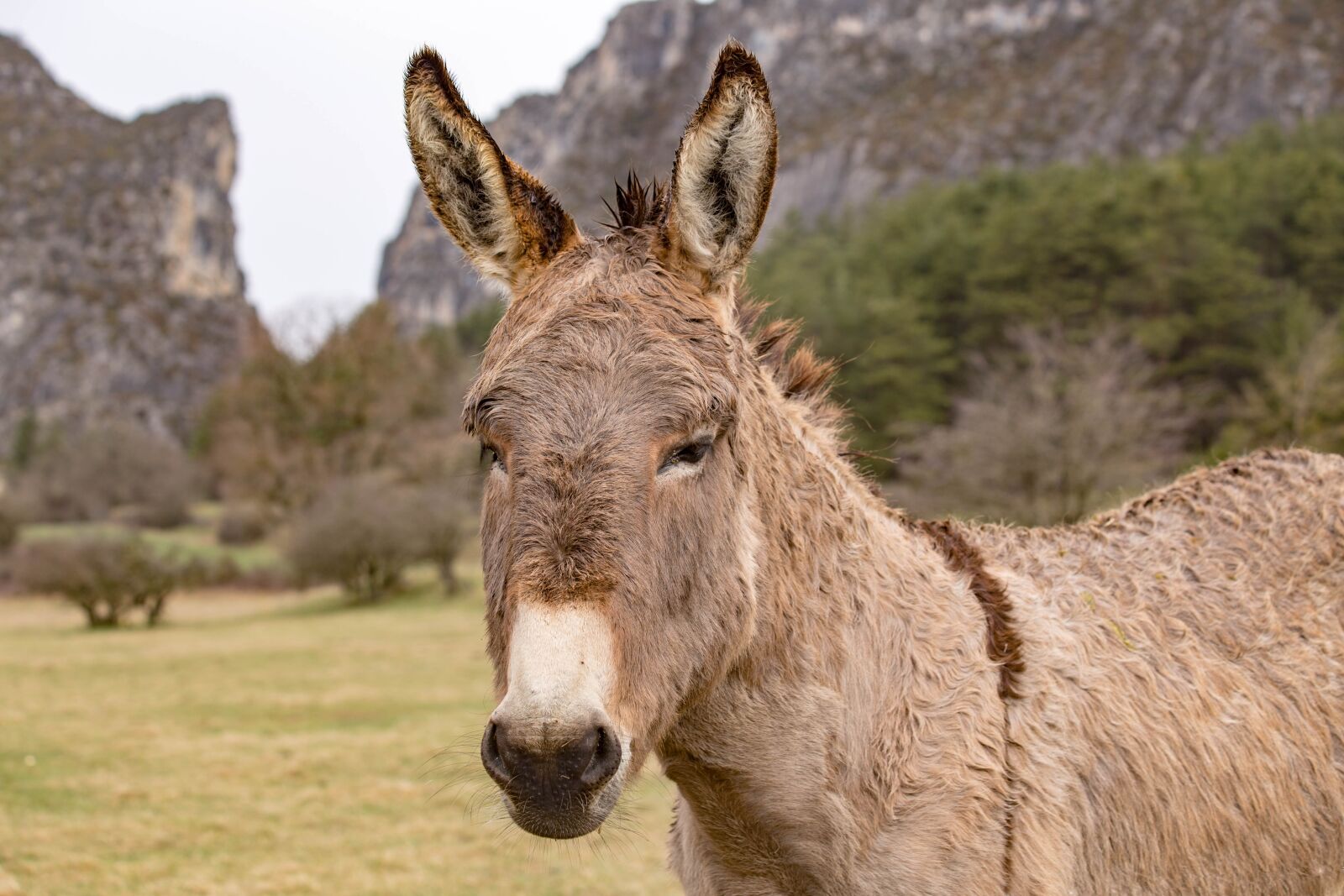Canon EF 70-300mm F4-5.6 IS USM sample photo. Animal, donkey, domestic animal photography