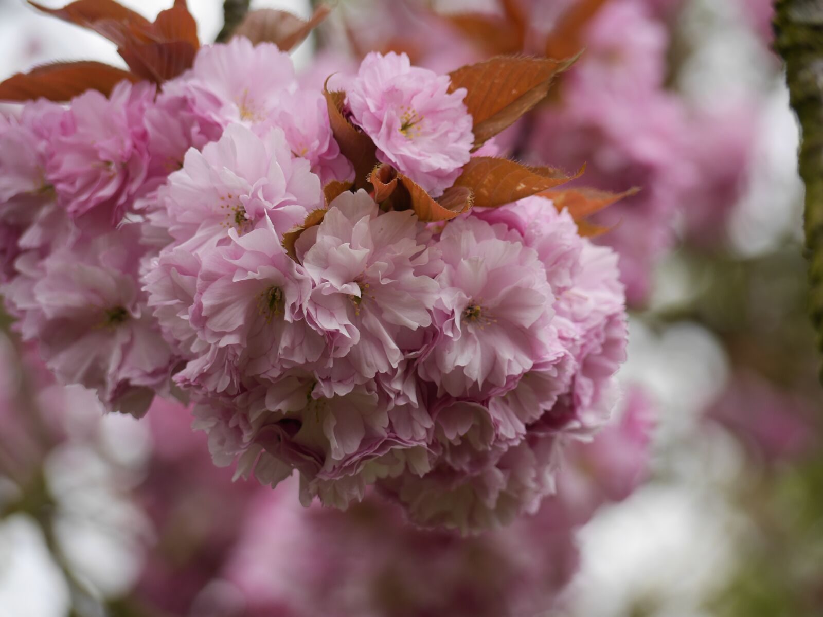 Panasonic Lumix DMC-GH3 sample photo. Blossom, cherry, cherry blossom photography