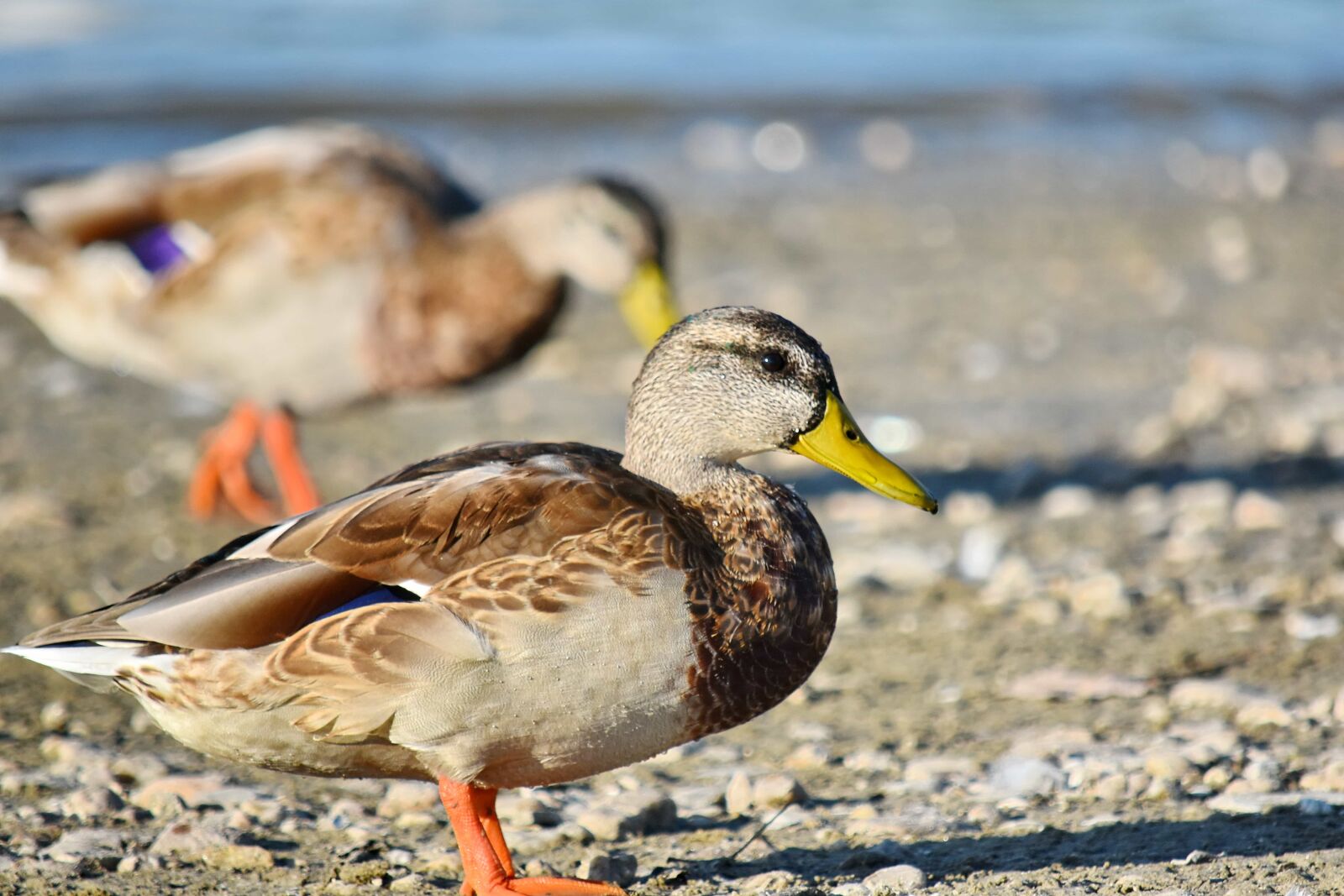 Nikon D5500 sample photo. Mallard, natural habitat, wildlife photography