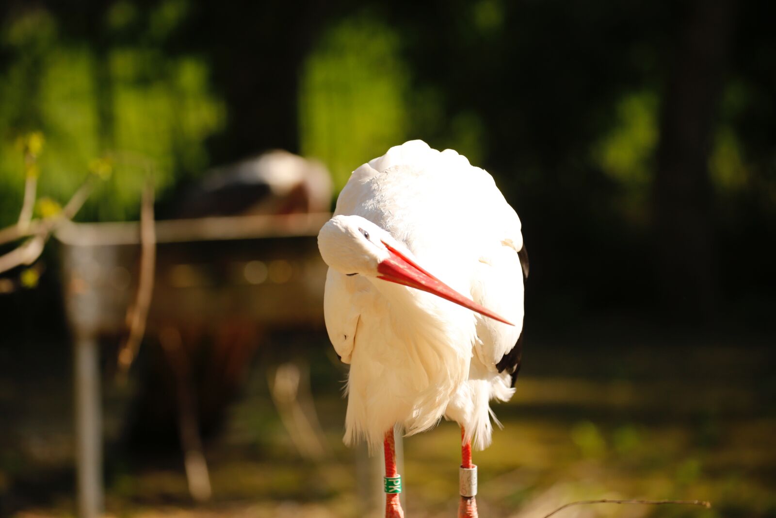 Canon EOS 5D Mark III sample photo. Stork, zoo, bird photography