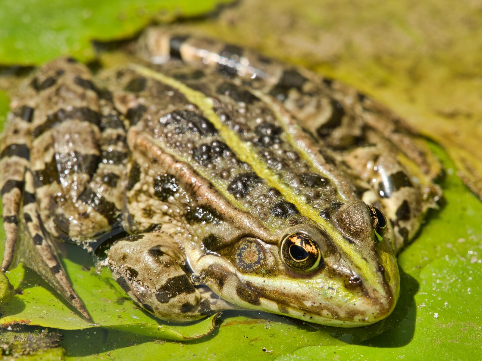 Panasonic Lumix DC-G9 sample photo. Frog, macro, water-frog photography