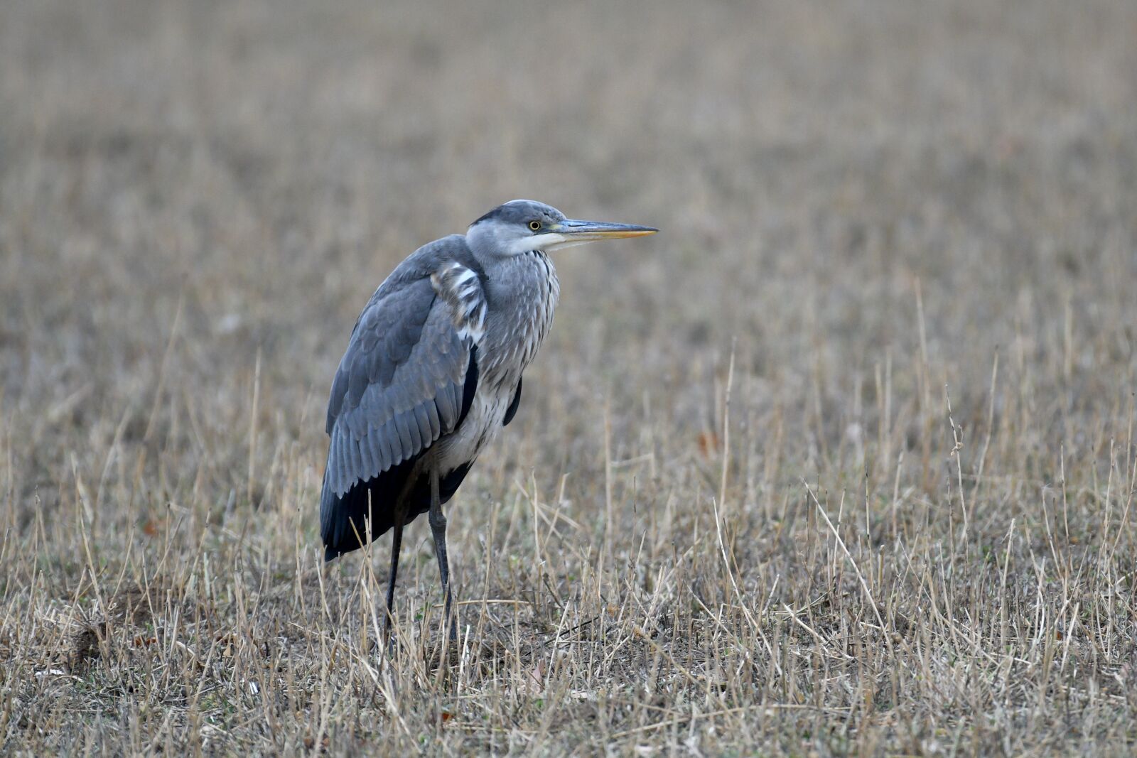Nikon D500 sample photo. Heron, ashy, plumage photography
