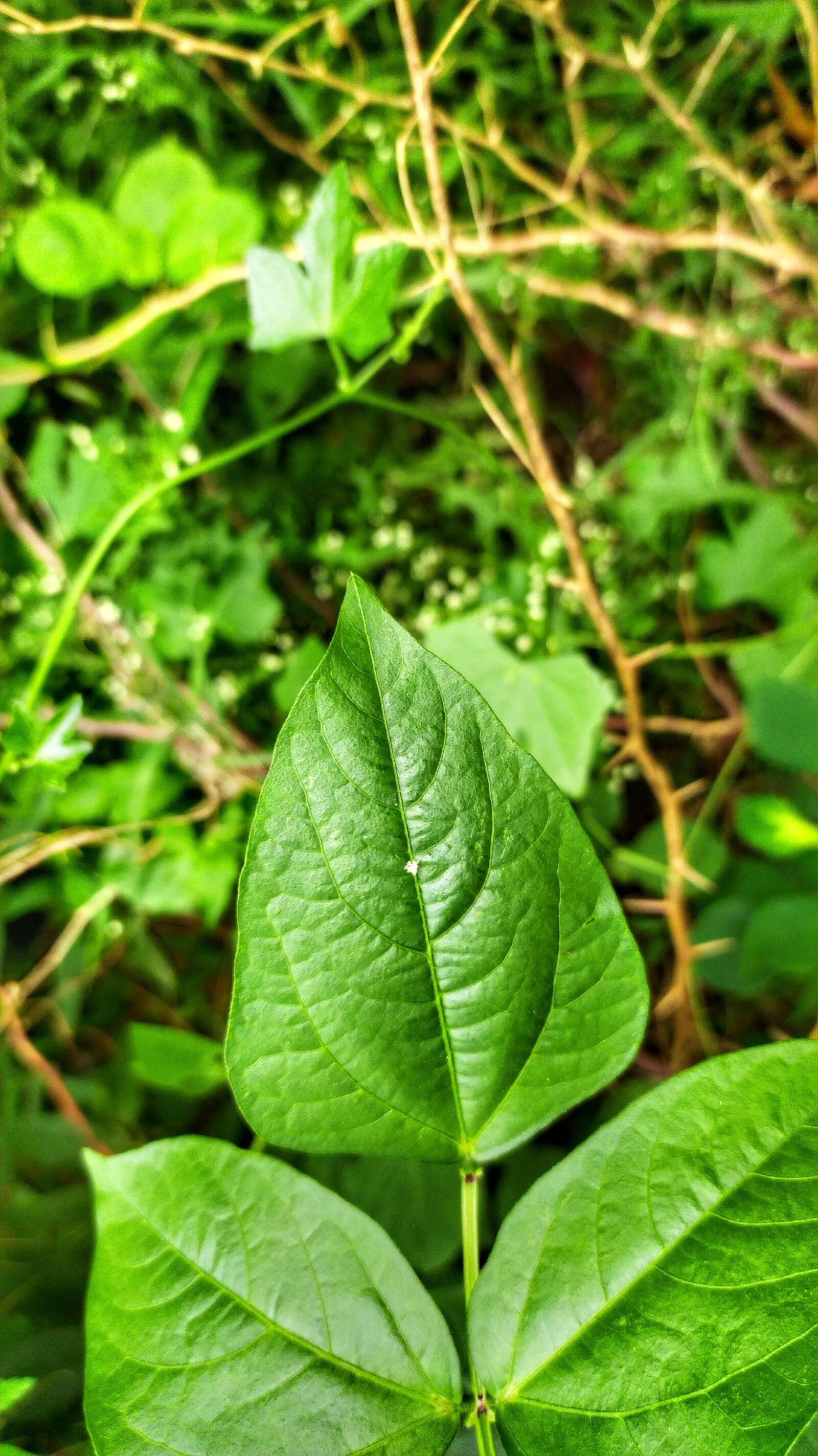 Xiaomi Redmi Note 8 sample photo. Nature, leaves, sharp leaves photography
