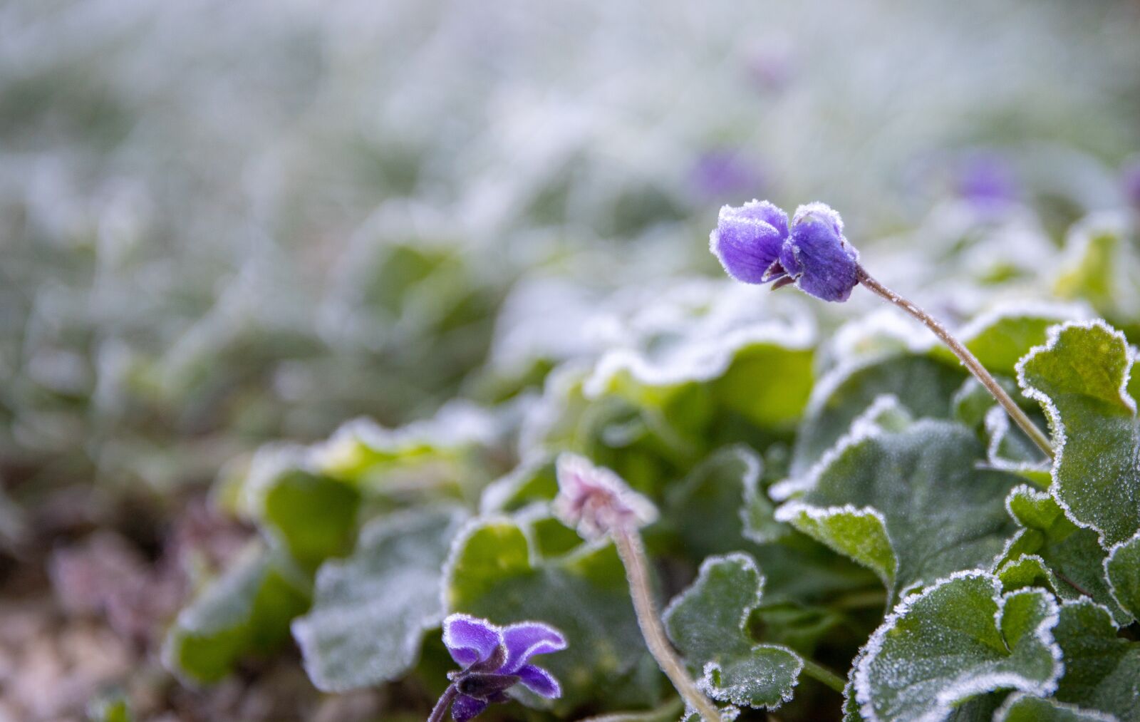 Canon EOS 6D Mark II + Canon EF 24-70mm F4L IS USM sample photo. Violet, frost, winter photography