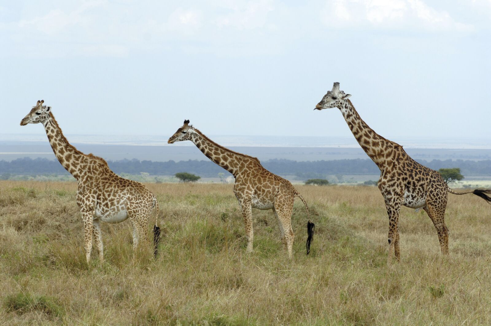 Nikon D2X sample photo. Giraffes, savannah, kenya photography