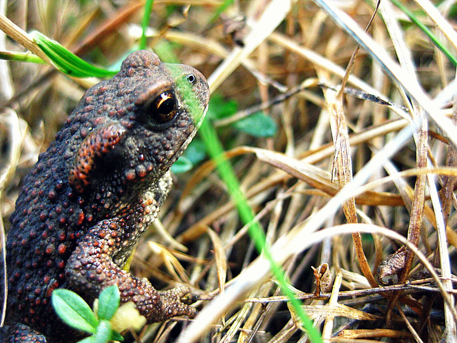 Canon PowerShot SD1100 IS (Digital IXUS 80 IS / IXY Digital 20 IS) sample photo. Frog, amphibian, small photography