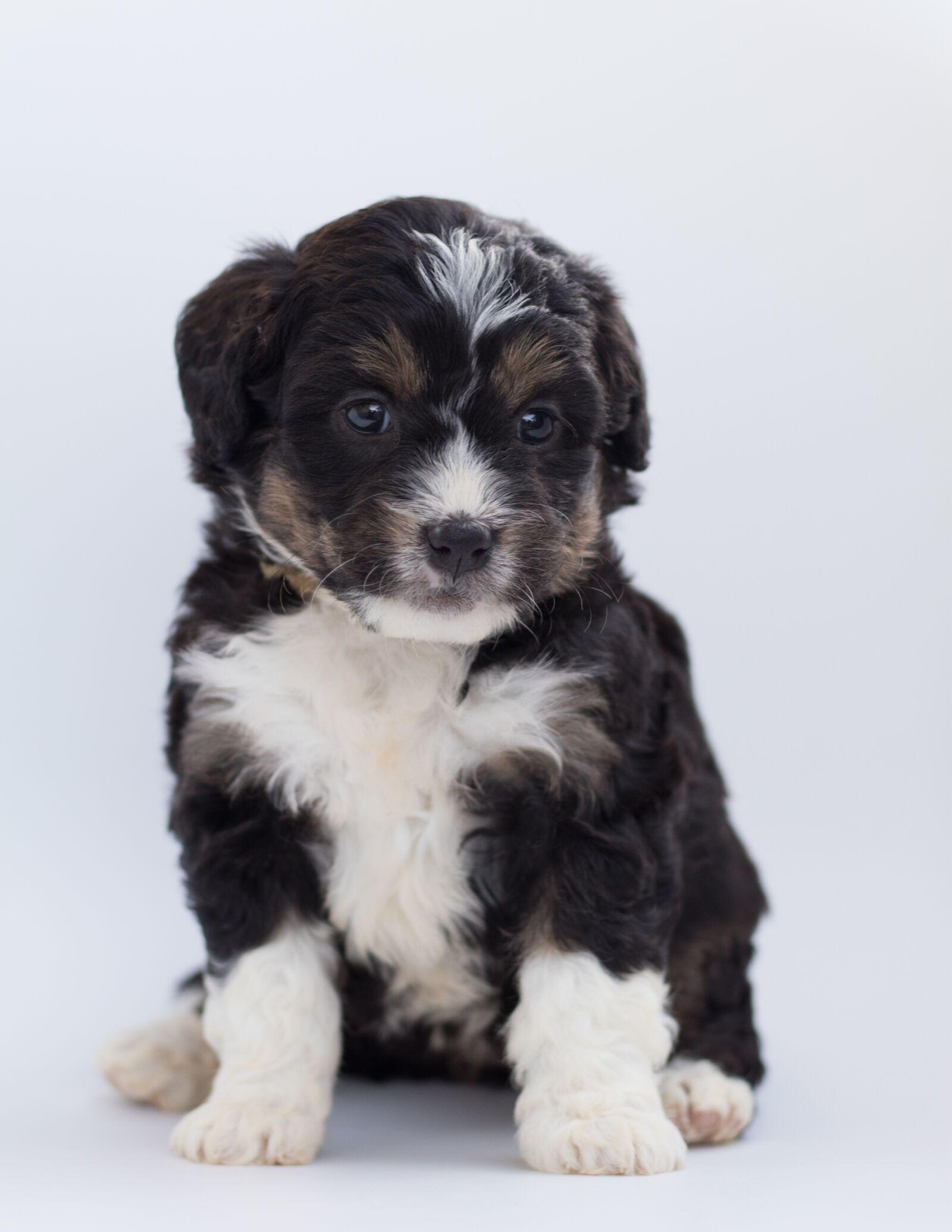 Canon EF 50mm F1.8 STM sample photo. Bernedoodle, dog, puppy photography