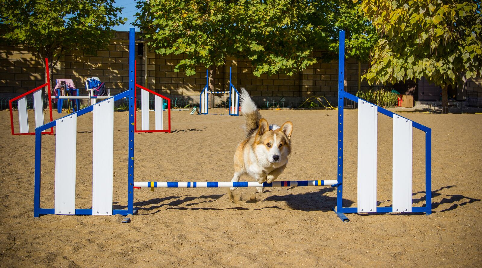 Canon EOS 550D (EOS Rebel T2i / EOS Kiss X4) sample photo. Welsh corgi pembroke, corgi photography