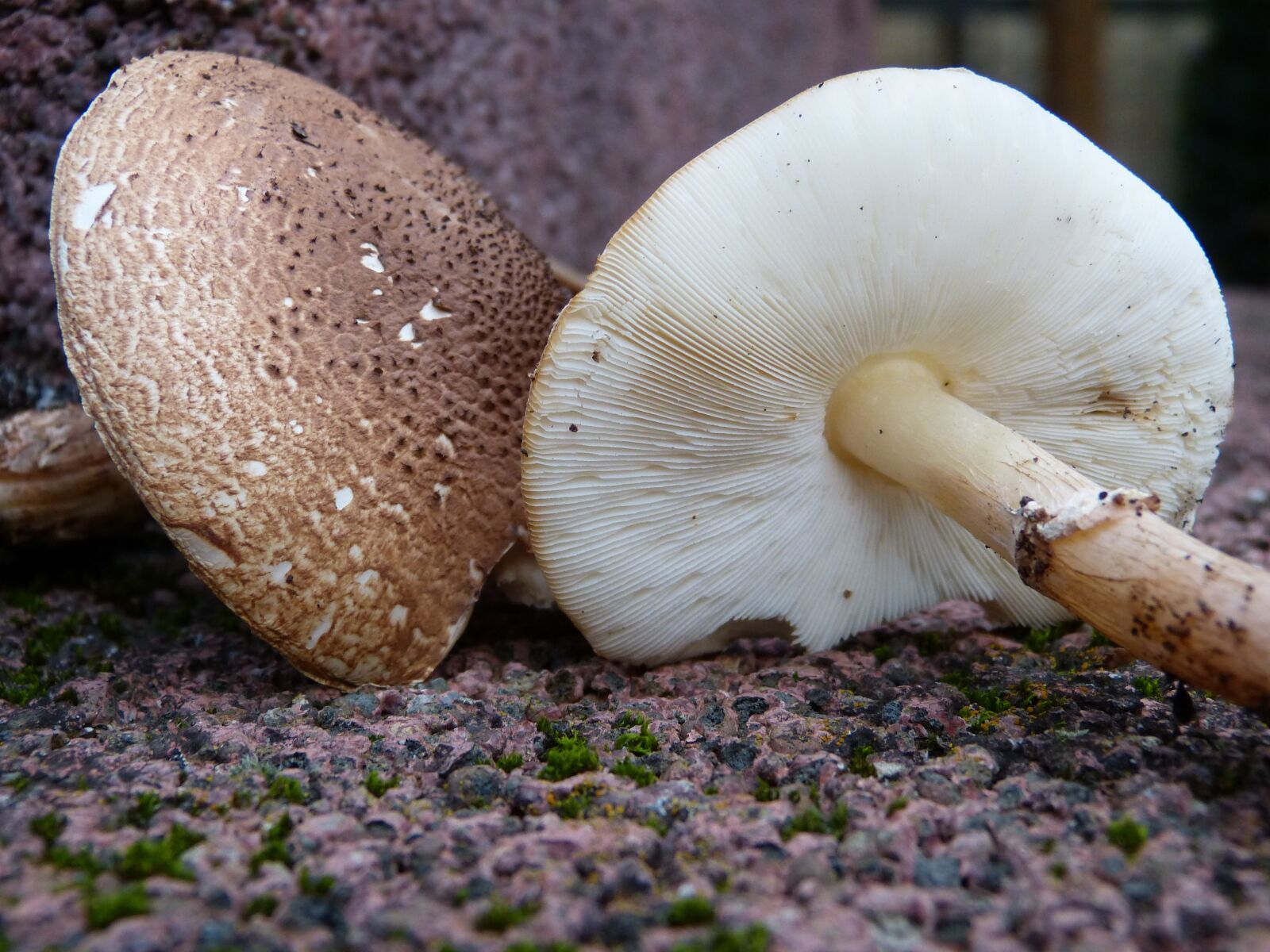 Panasonic Lumix DMC-FZ150 sample photo. Mushrooms, lamellar, bottom photography