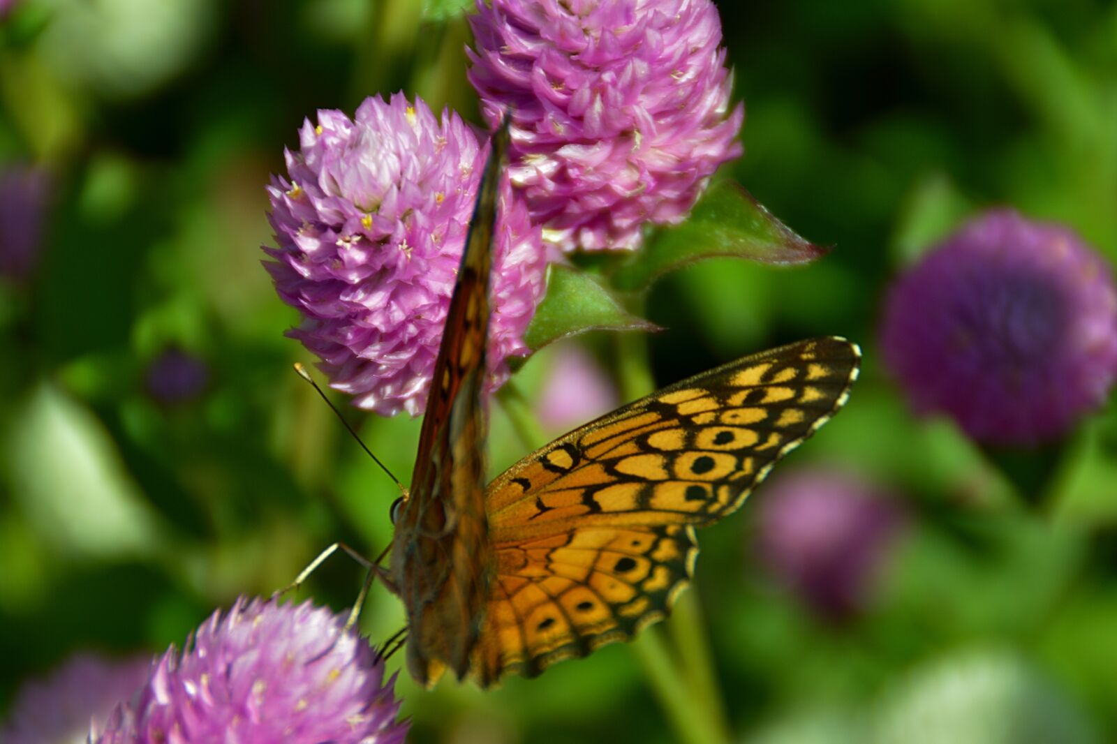Nikon D3200 sample photo. Butterfly, flower, butterflies photography