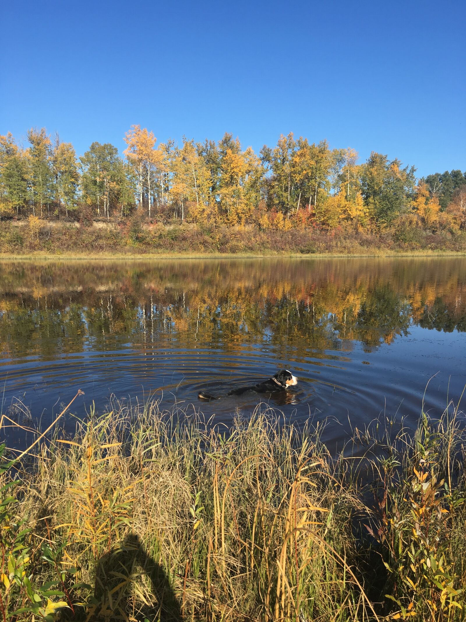 Apple iPhone 6s sample photo. Dog, fall, leaves, fort photography