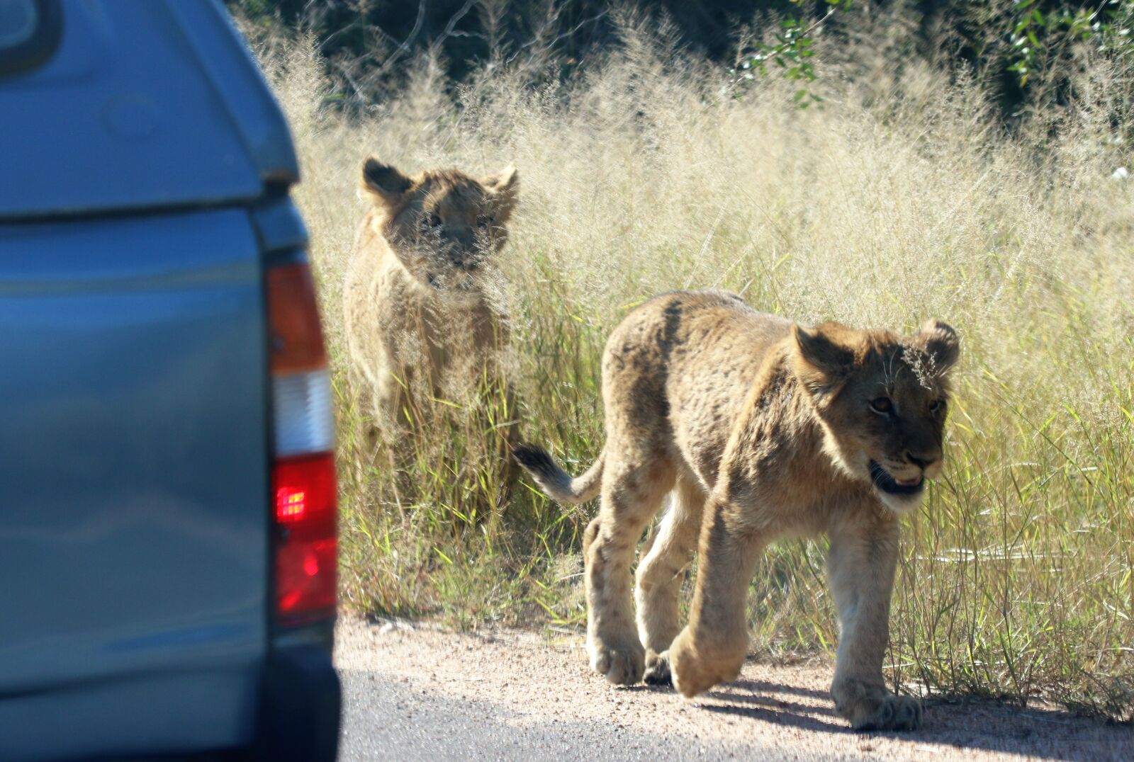 Canon EOS 7D Mark II sample photo. Africa, animals, baby, lions photography