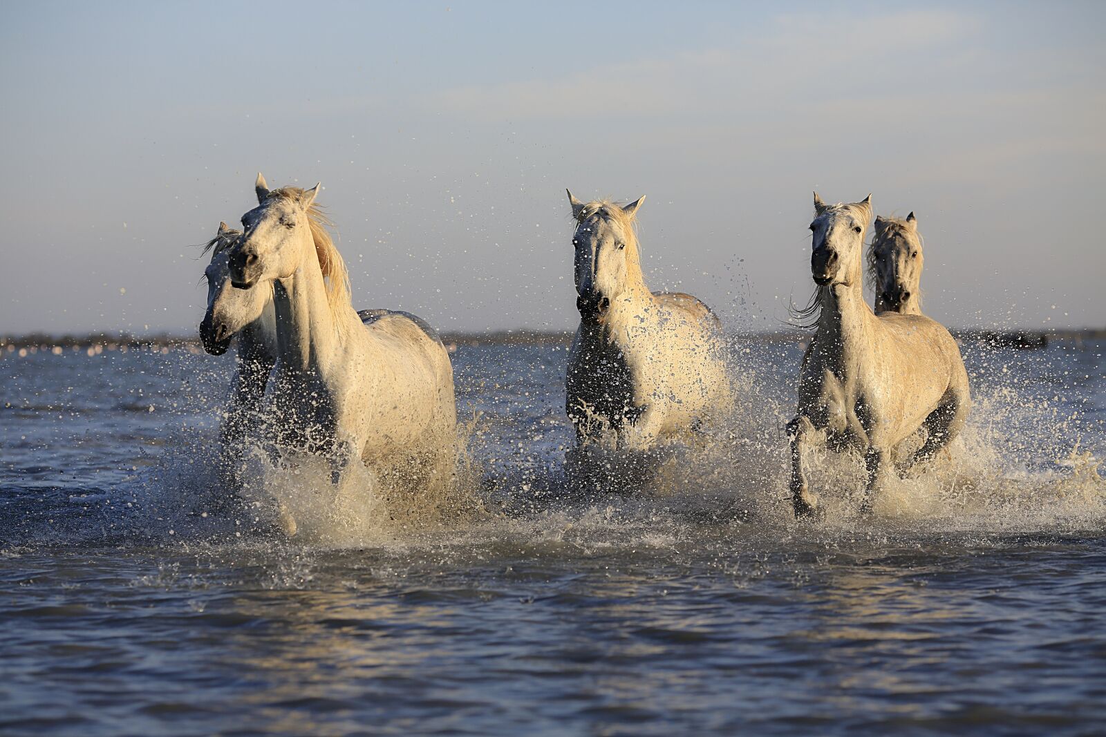 Canon EOS 5D Mark III sample photo. Horses, herd, horse photography