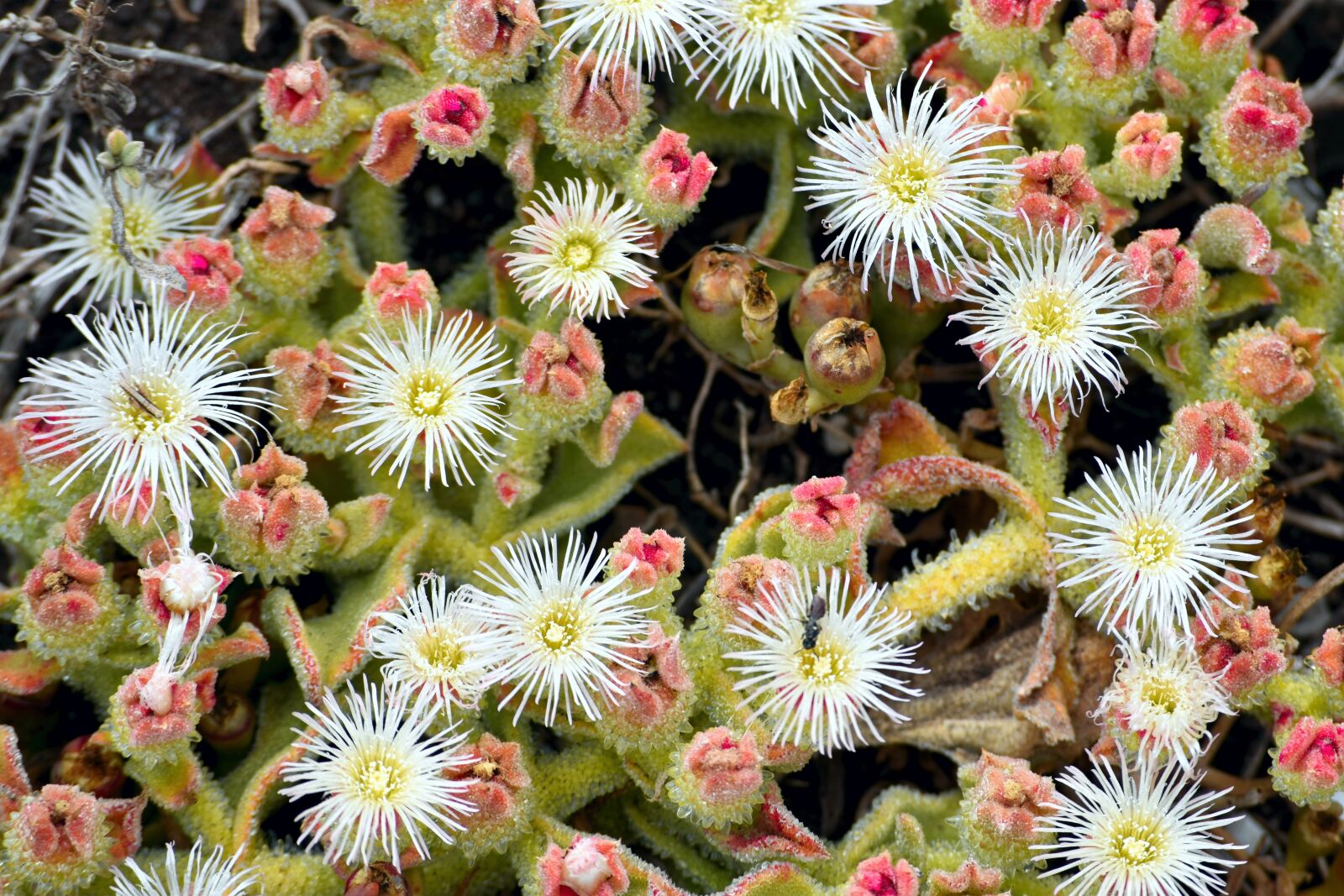Nikon D5500 sample photo. Plant, flower, succulent photography