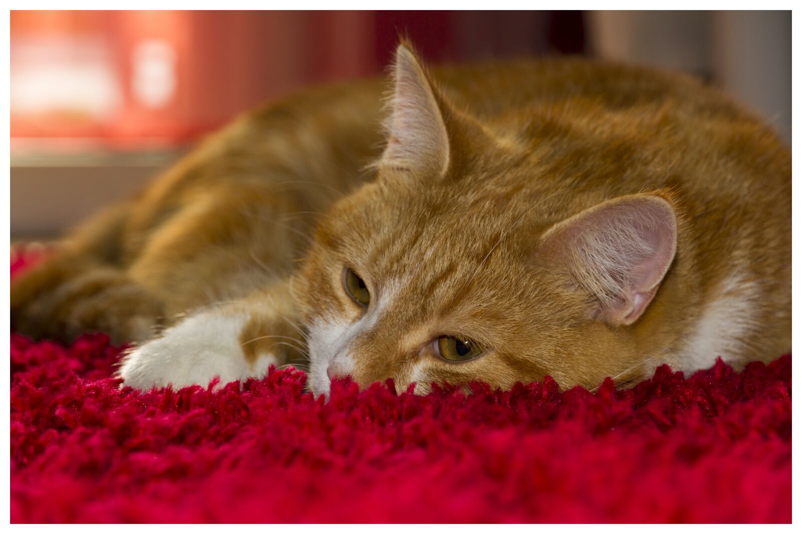 Canon EOS 7D sample photo. Cat, animals, cats photography
