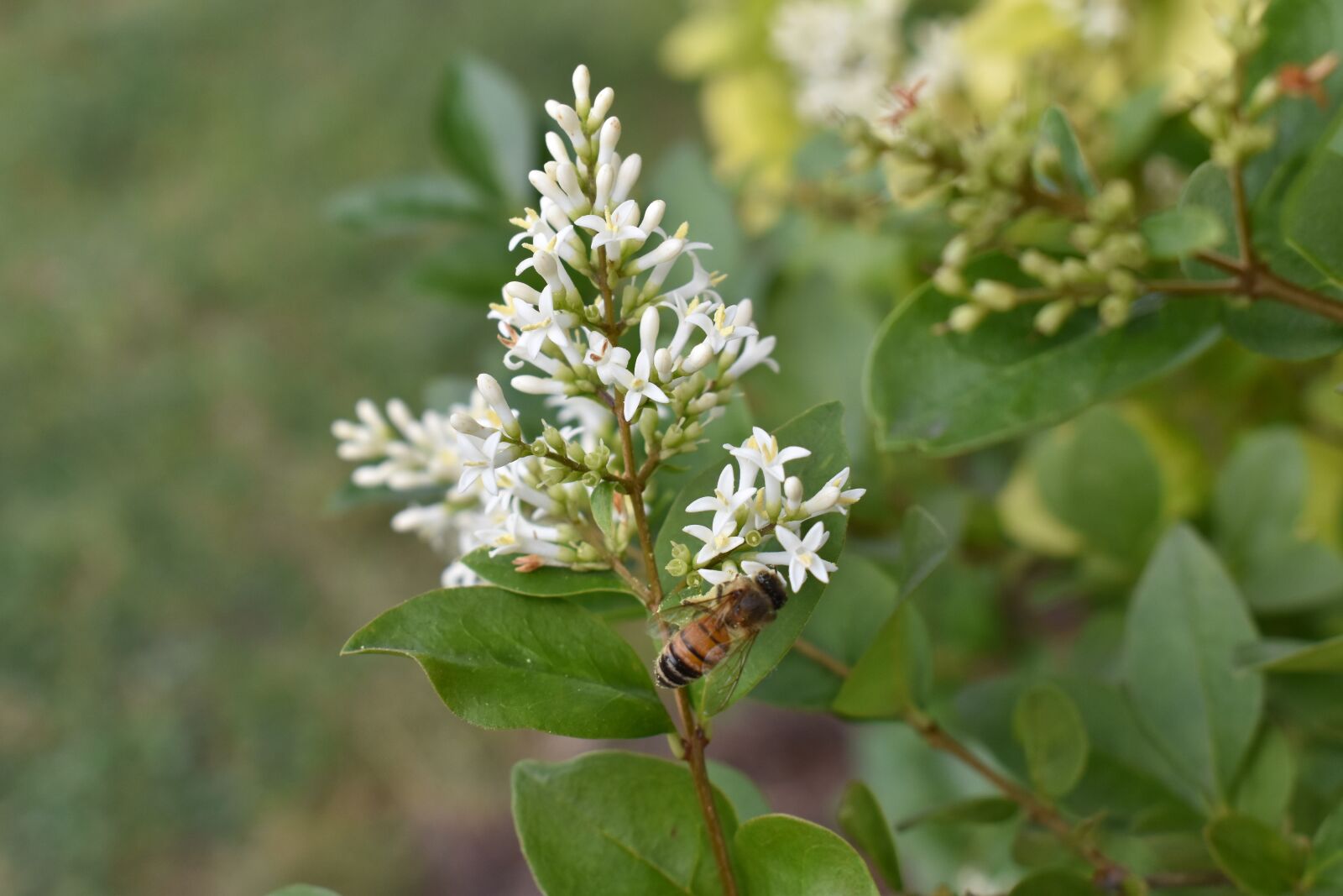 Nikon D5500 sample photo. Honeysuckle, honeybee, bee photography