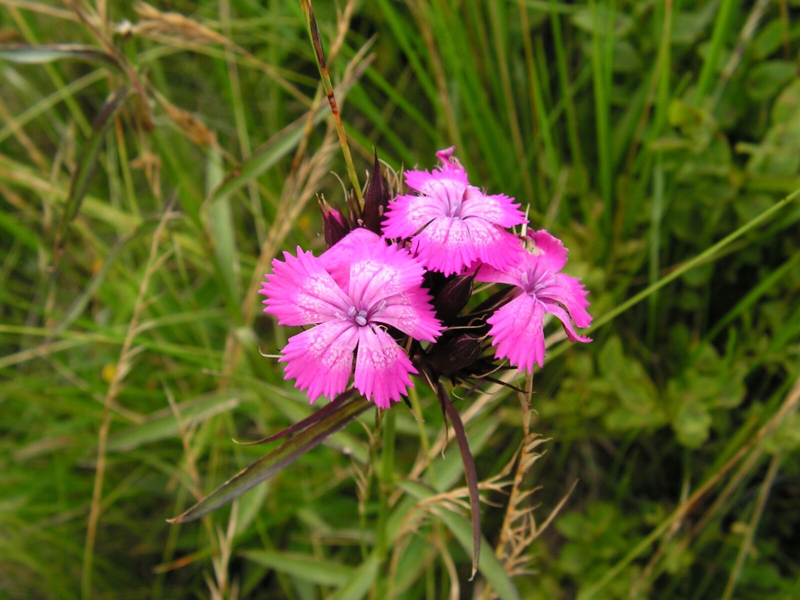 KONICA MINOLTA DiMAGE Z10 sample photo. Nature, plant, flower photography