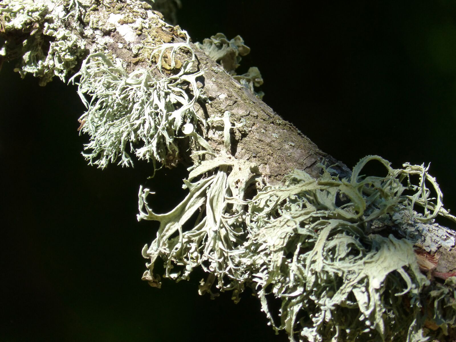 Panasonic DMC-FZ62 sample photo. Branch, lichen, forest photography