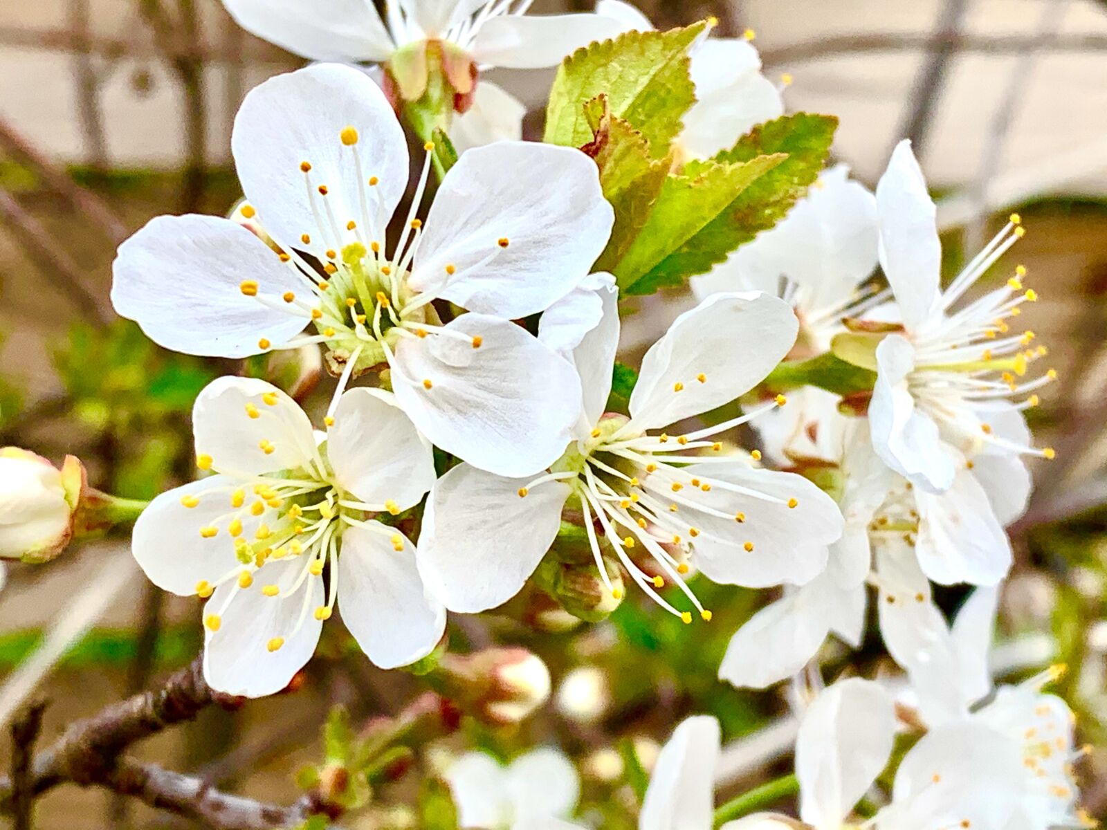 Apple iPhone XR sample photo. Cherry blossom, cherry, tree photography
