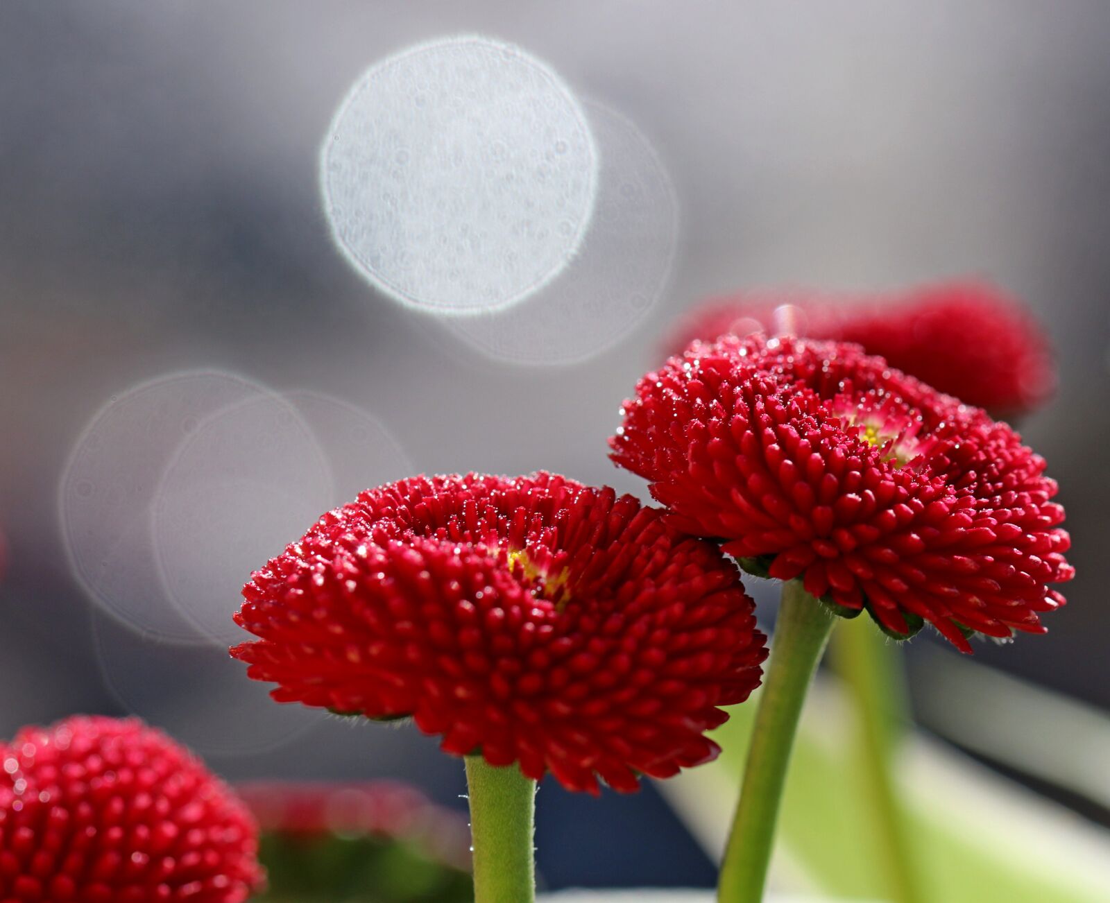 Canon EOS 80D sample photo. Flower, red, garden photography