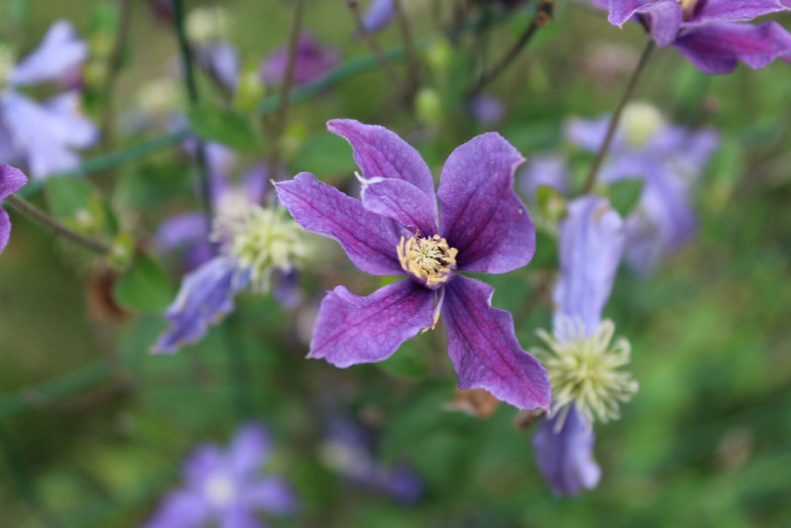 Canon EOS 1200D (EOS Rebel T5 / EOS Kiss X70 / EOS Hi) sample photo. Clematis, flower, violet photography
