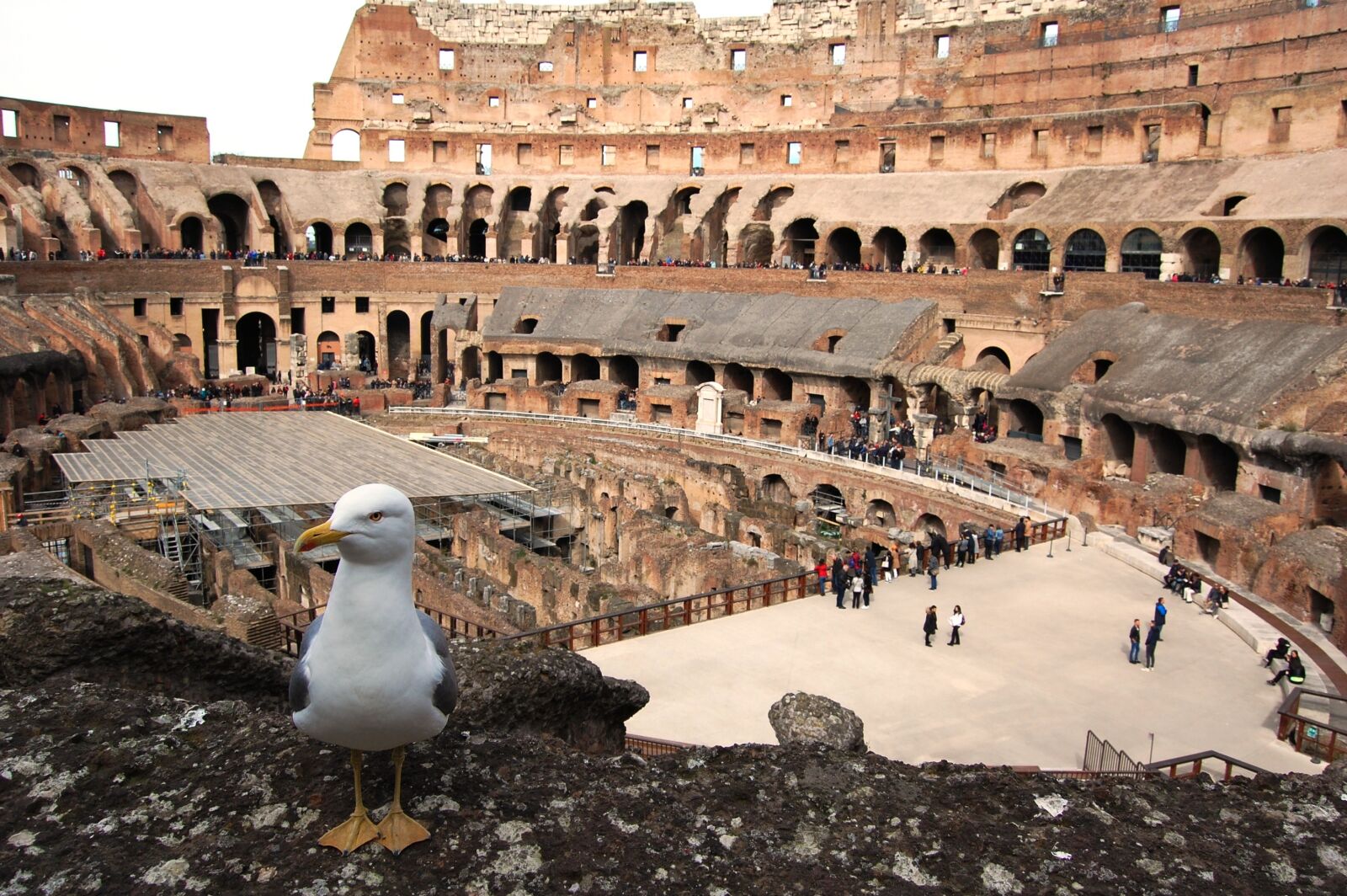 Nikon D40 sample photo. Rome, the coliseum, seagull photography