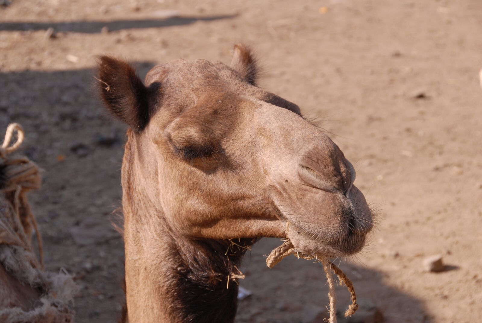 Nikon D200 sample photo. Animals, camel, africa photography
