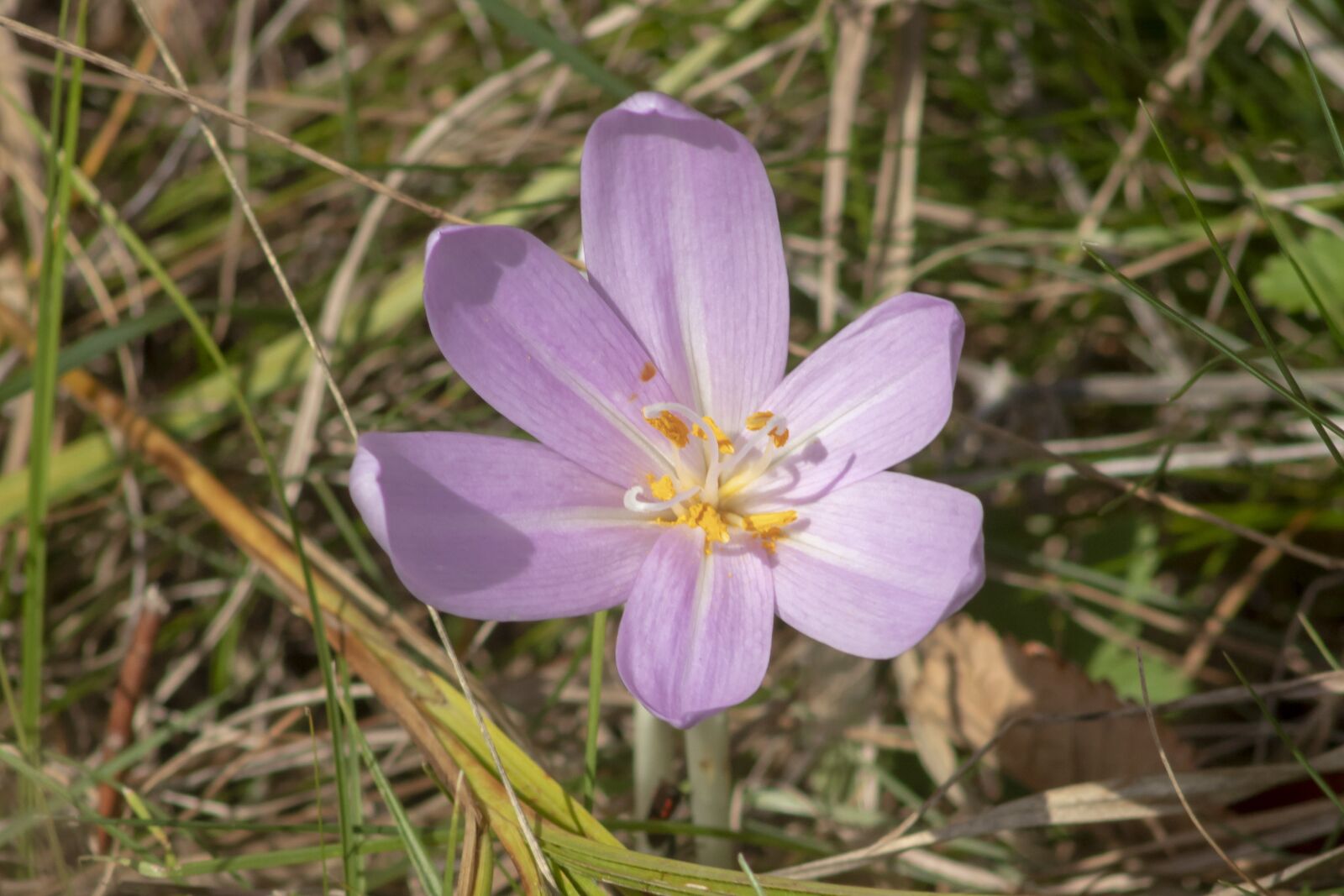 Canon EF75-300mm f/4-5.6 sample photo. Wildflower, meadow flower, flower photography