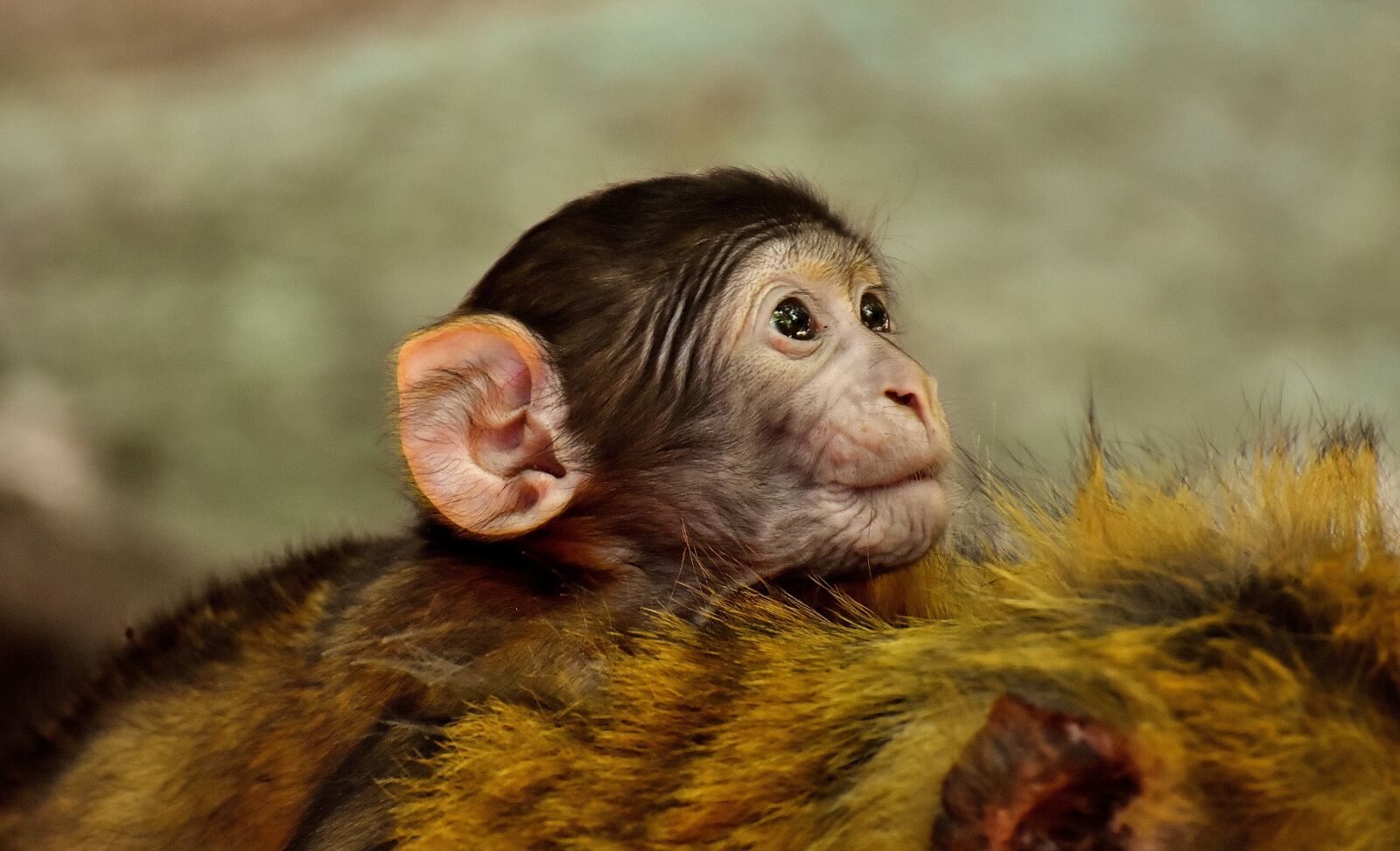 Nikon D7200 sample photo. Ape, baby monkey, barbary photography