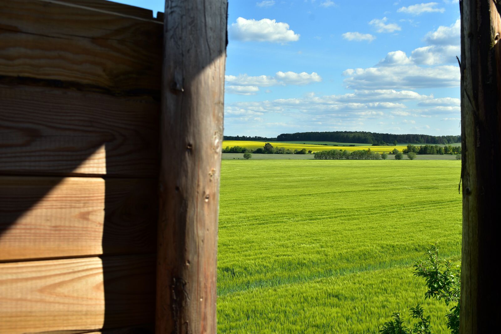 Nikon D3400 sample photo. Field, rapeseed, yellow photography