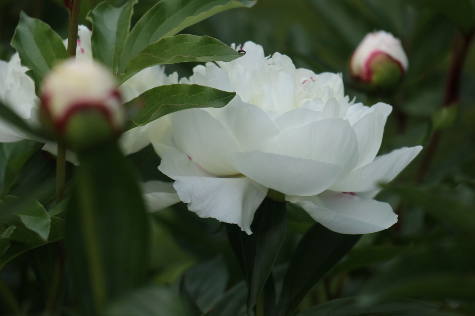 Canon EOS M6 sample photo. Spring, garden, flowers photography