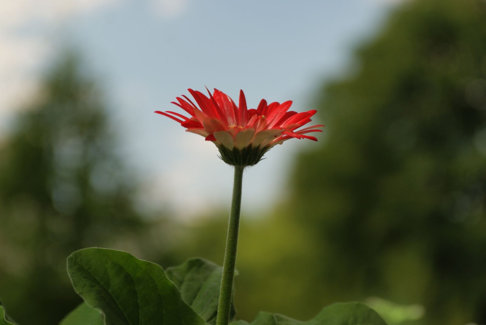 Sony Alpha DSLR-A200 sample photo. Flower, red, nature photography