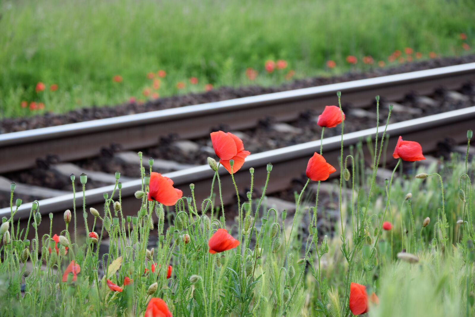 Nikon D3300 sample photo. Red poppy near railway photography