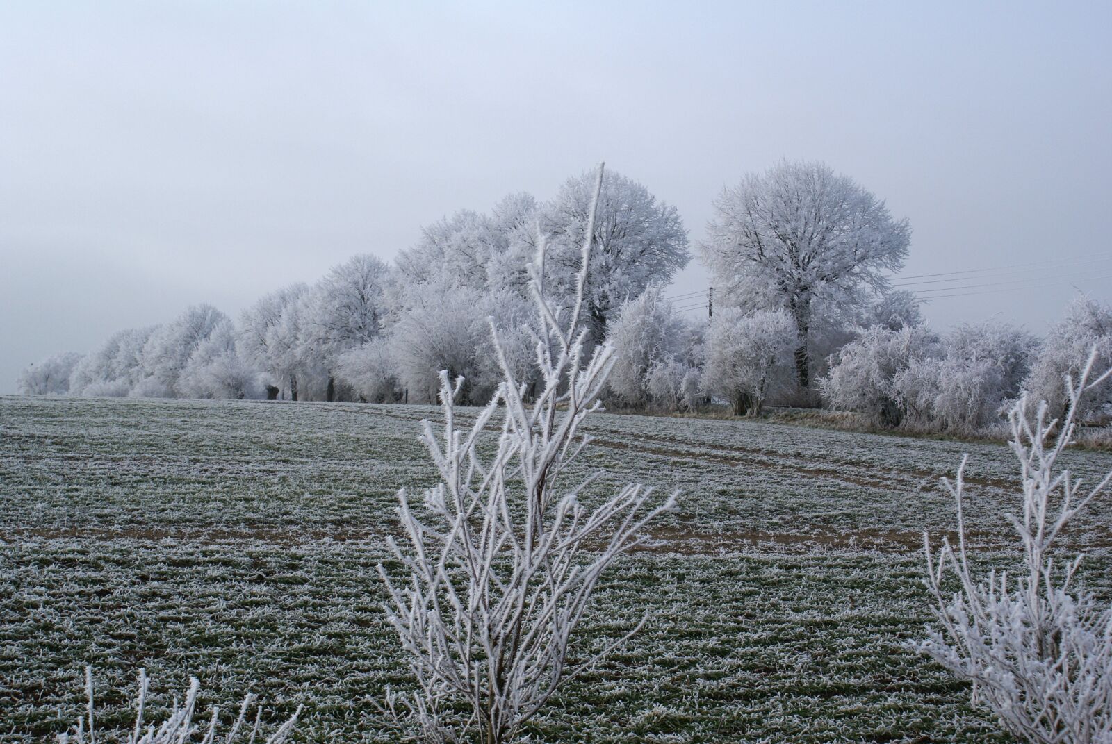 Sony Alpha DSLR-A100 sample photo. Wintry, trees, iced photography