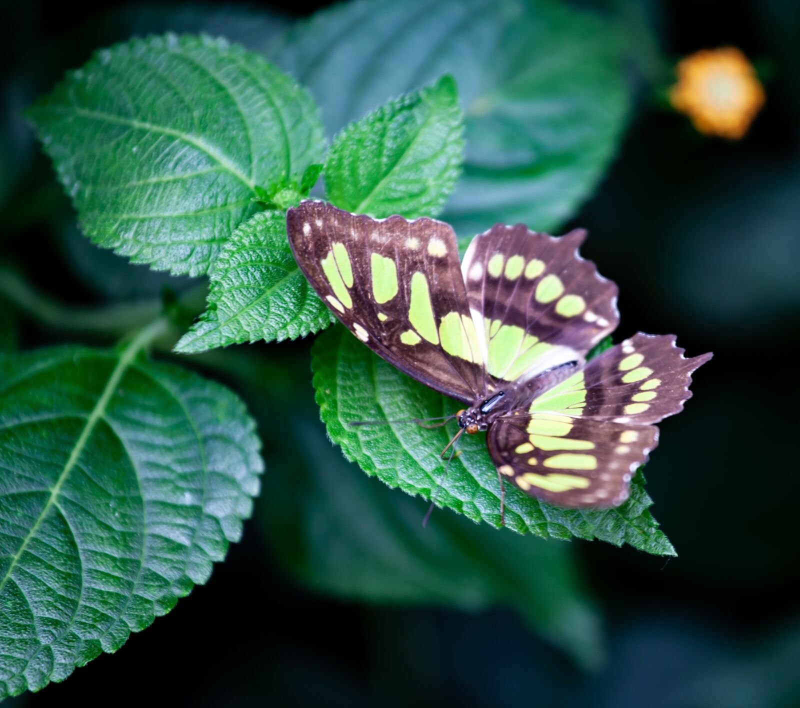 Canon EOS 5D Mark II + Canon EF 70-200mm F4L USM sample photo. Tailed jay butterfly, green photography