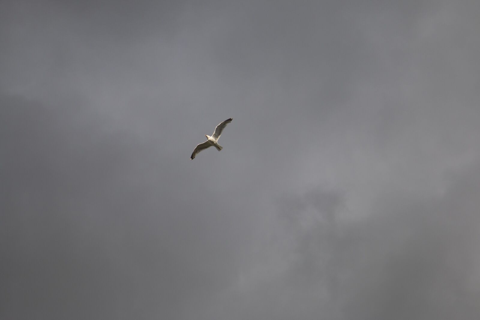 Canon EOS 70D + Canon EF 24-105mm F4L IS USM sample photo. Seagull, fly, sky photography