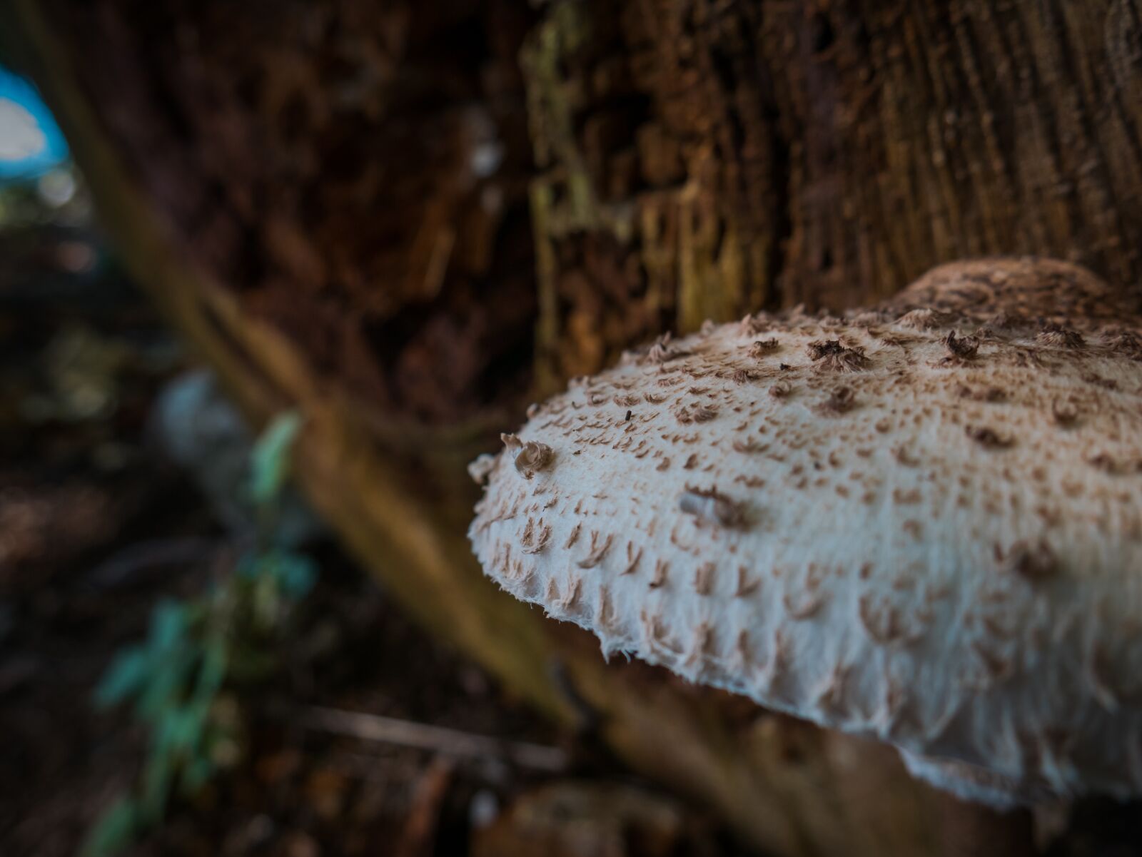 LUMIX G VARIO 14-42/F3.5-5.6 II sample photo. Mushroom, forest, autumn photography