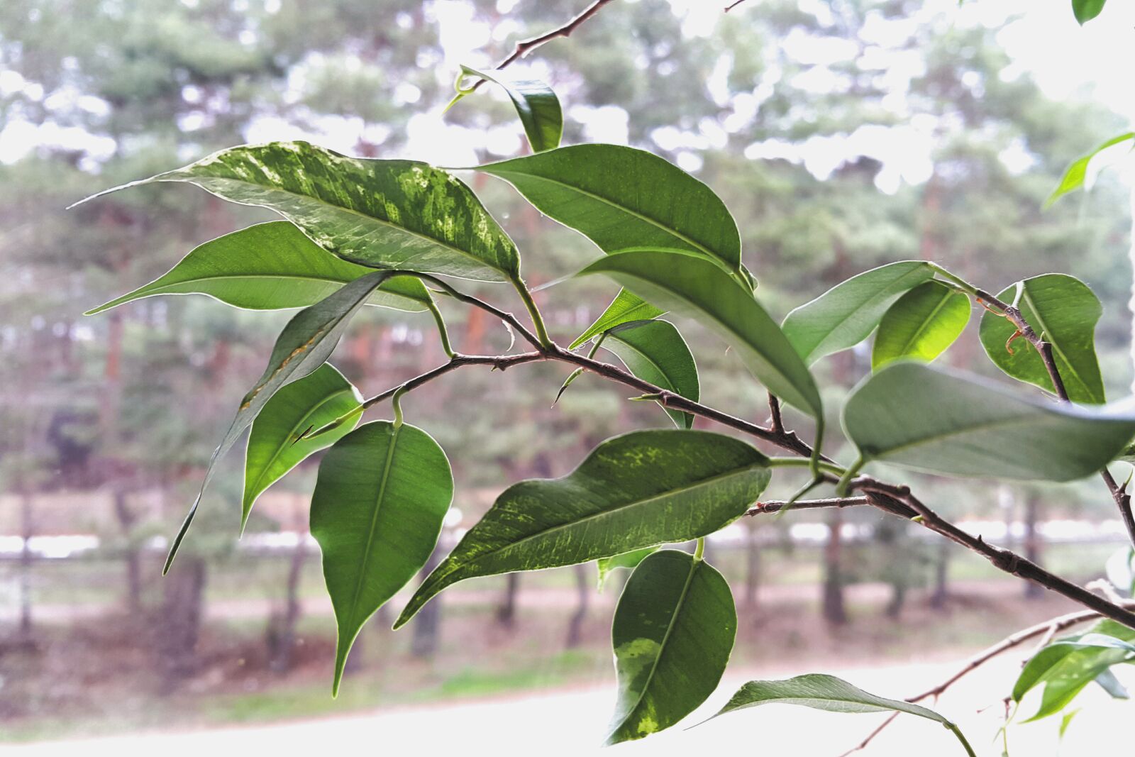 Samsung Galaxy Note4 sample photo. Green, leaves, plant photography