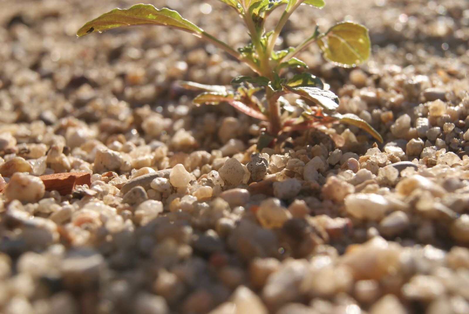 Sony Alpha DSLR-A230 sample photo. Sand, wood, tree photography